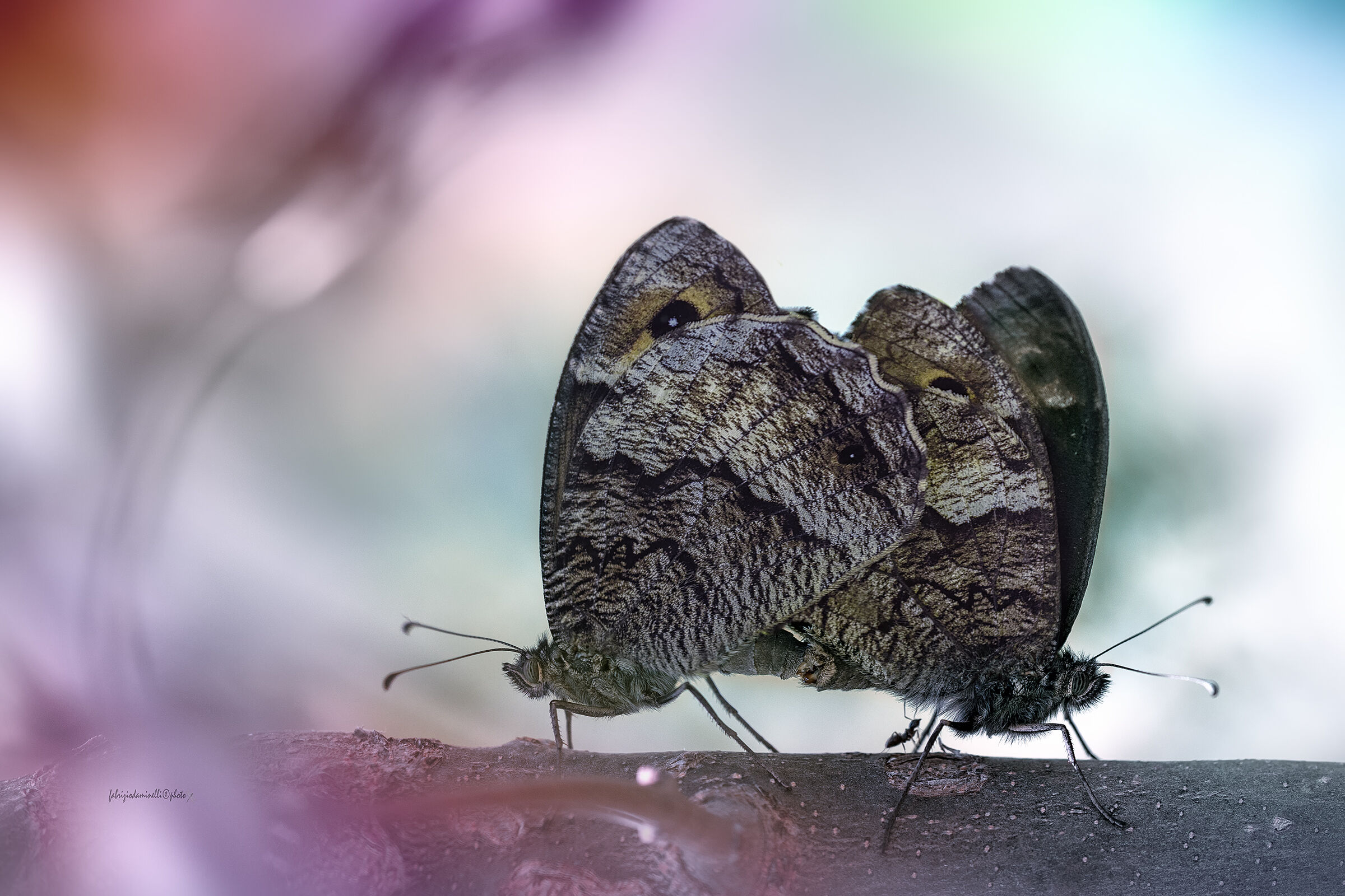 la formica e le farfalle