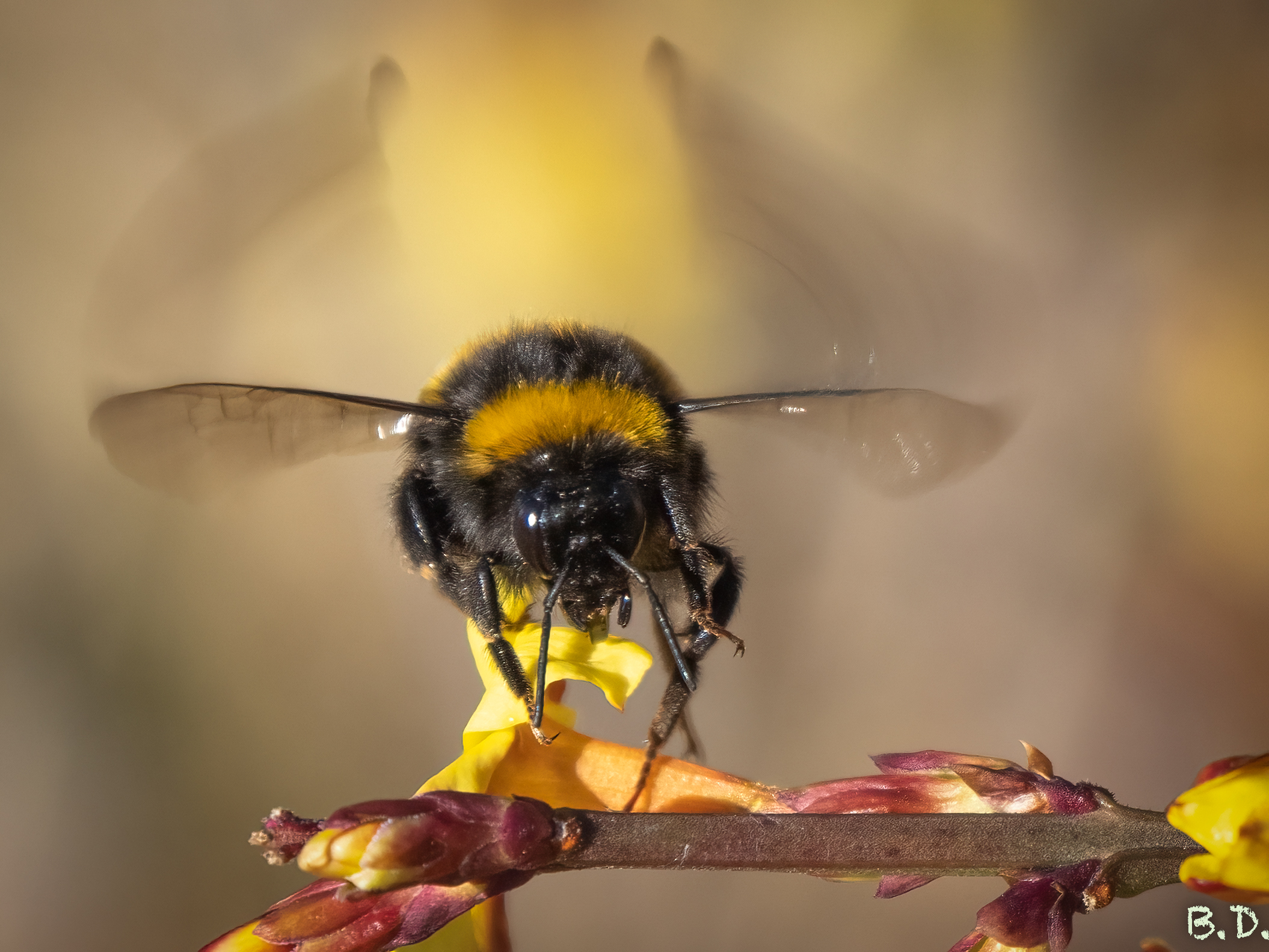 Bombus pratorum