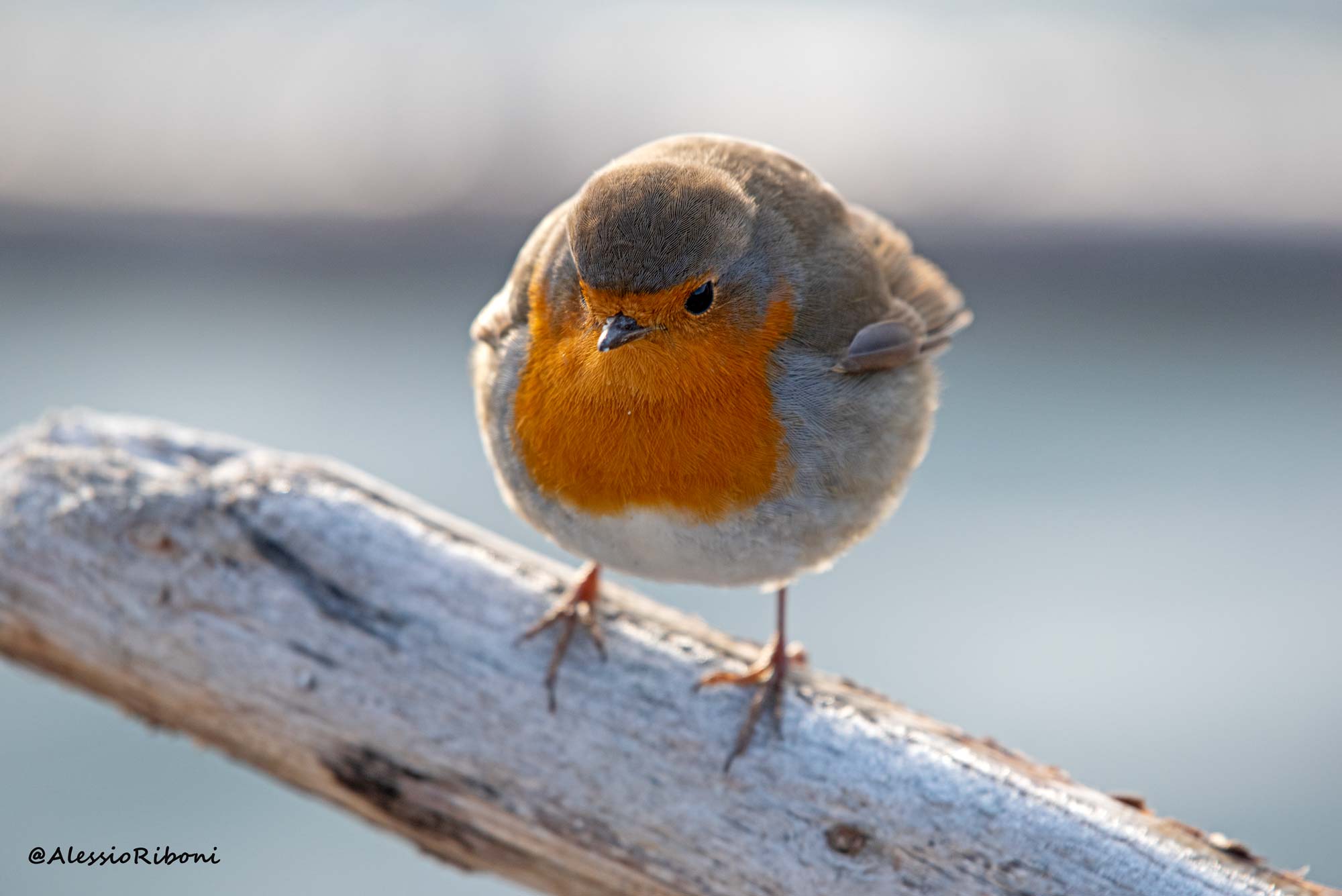 robin