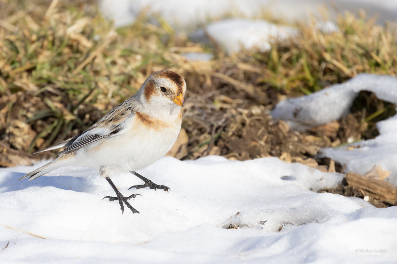 Snow bunting