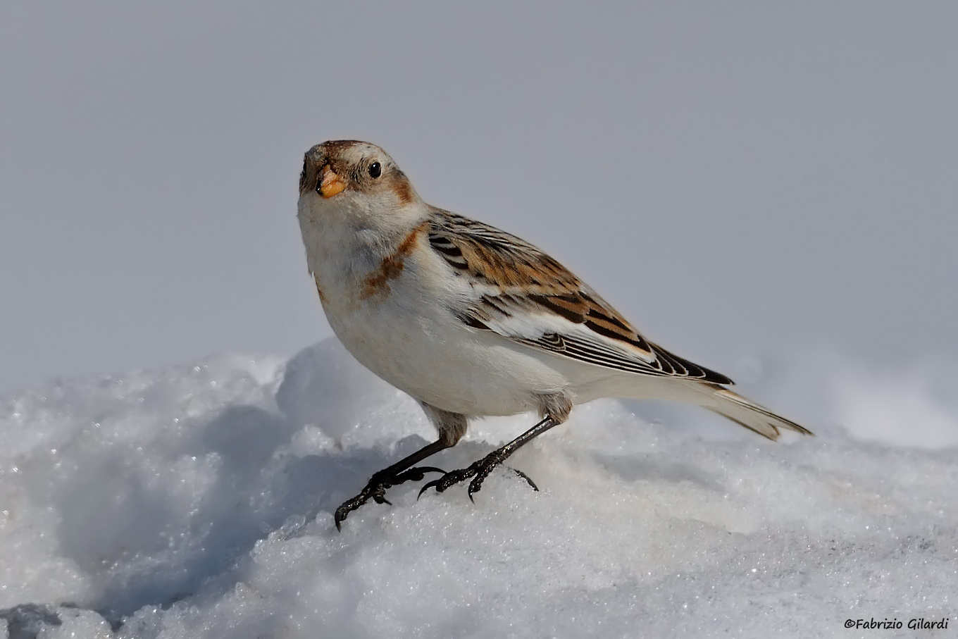 Plectrophenax nivalis (Zigolo delle nevi)