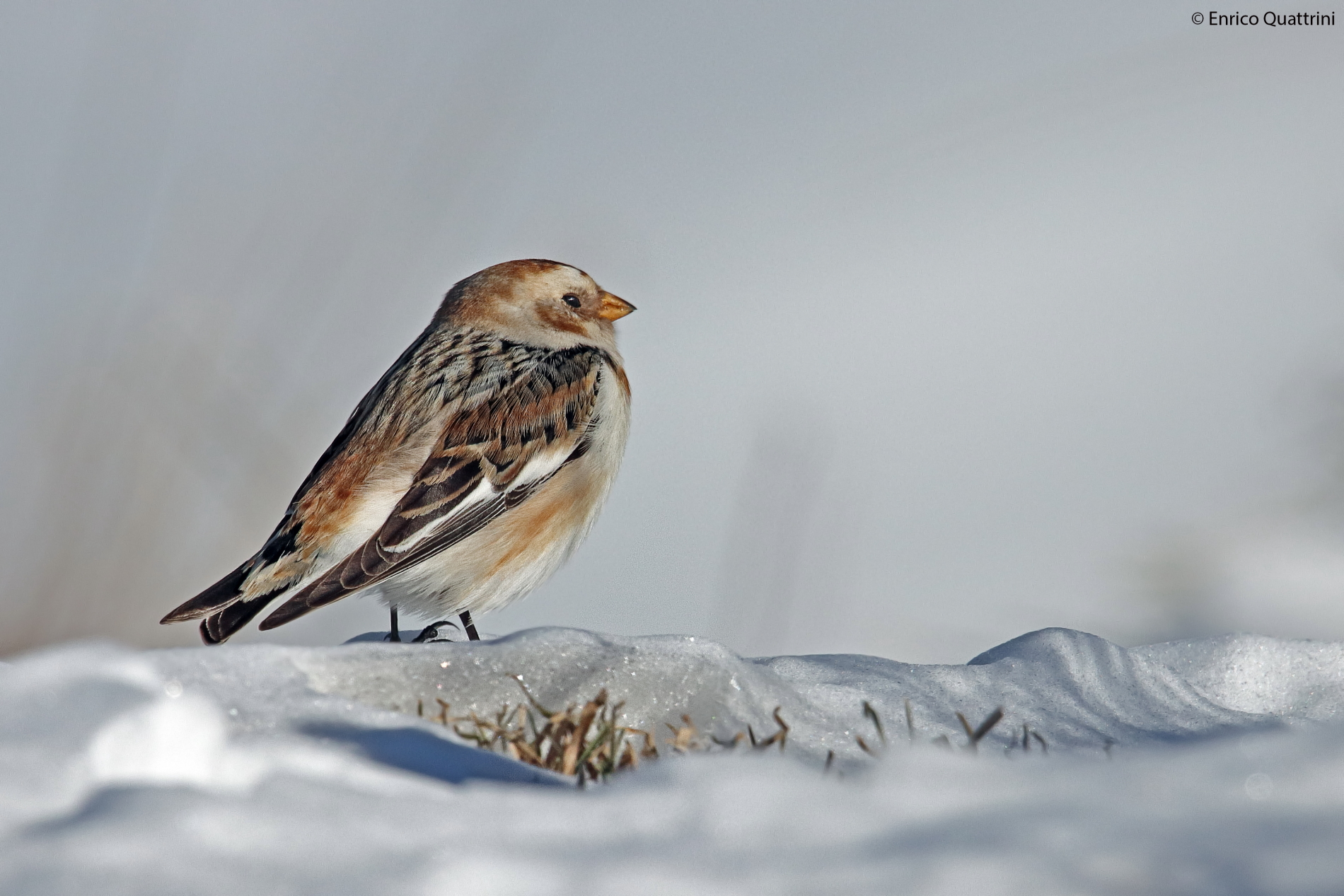 Solo e pensoso i più deserti campi