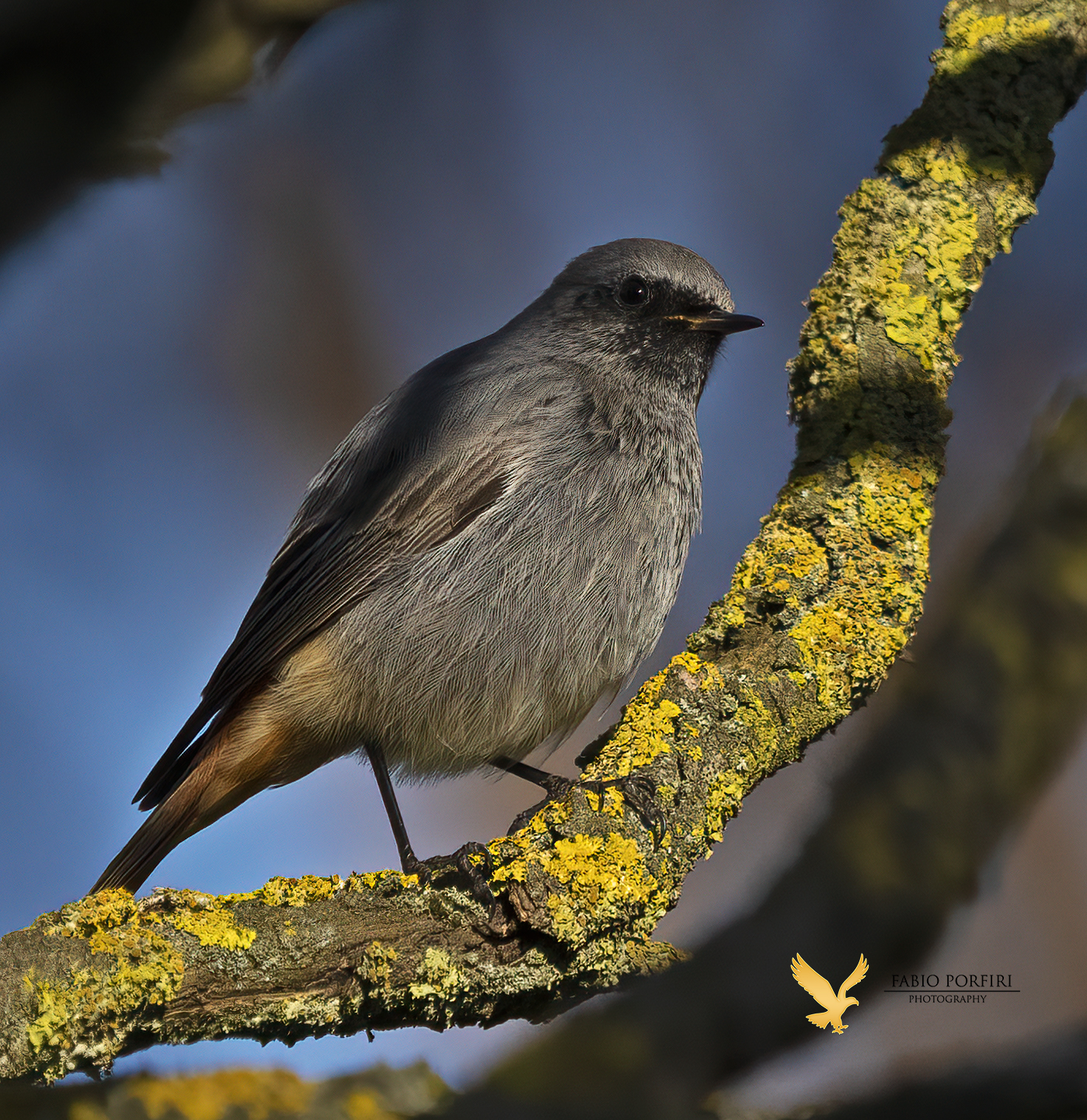 in penombra tra i rami ....
