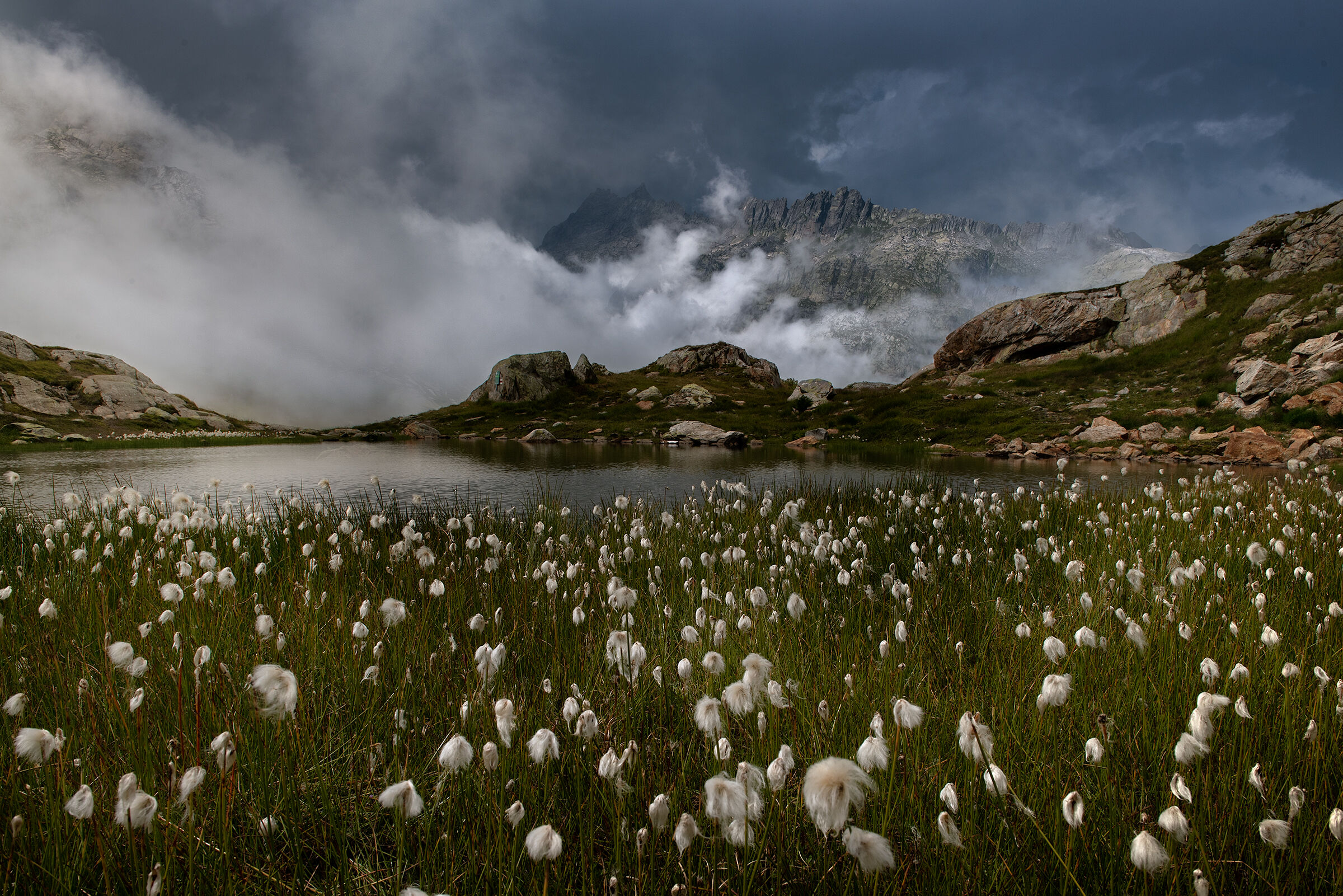 The magic of eriofori