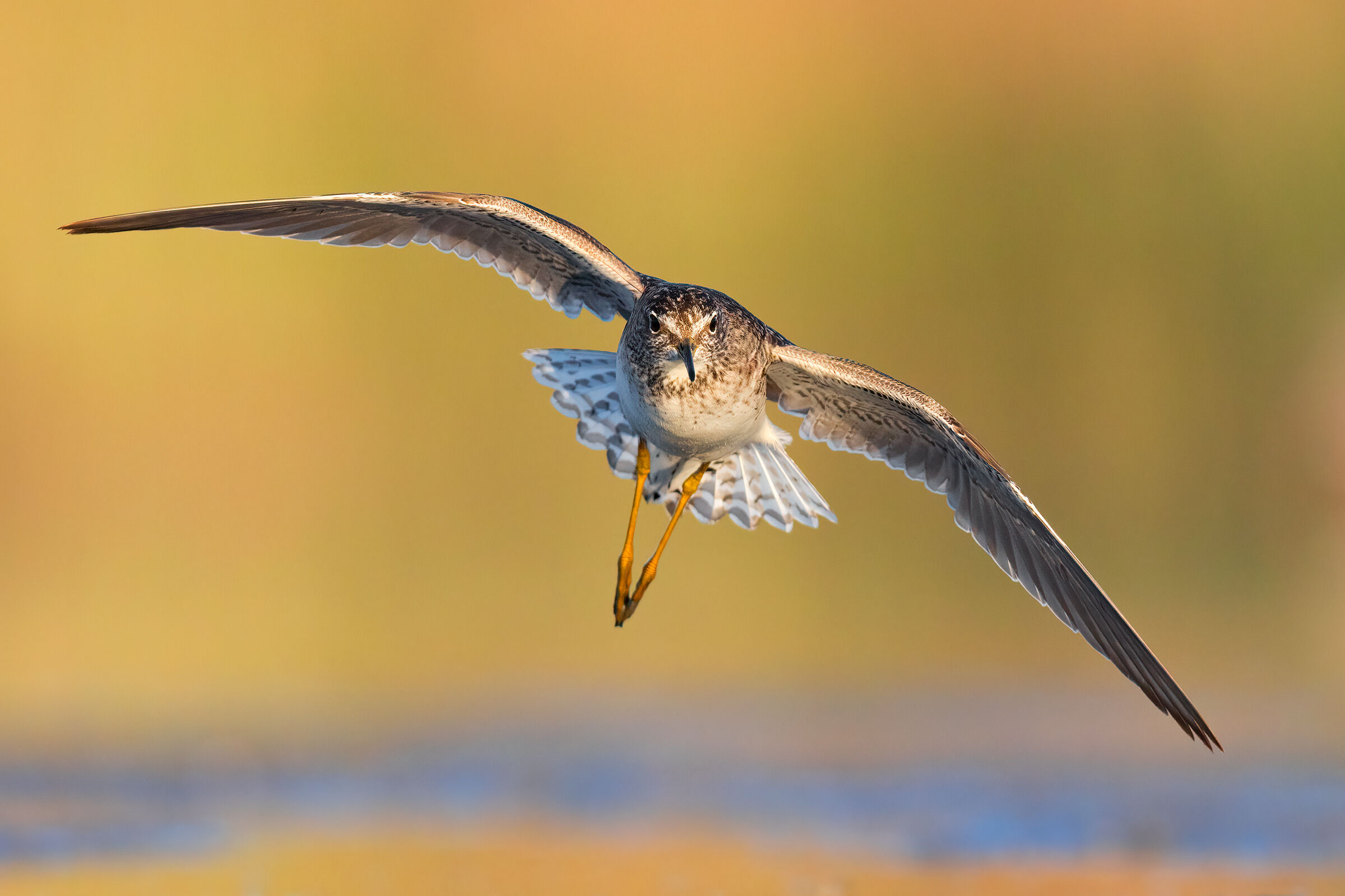 Tight turn (Sandpiper)