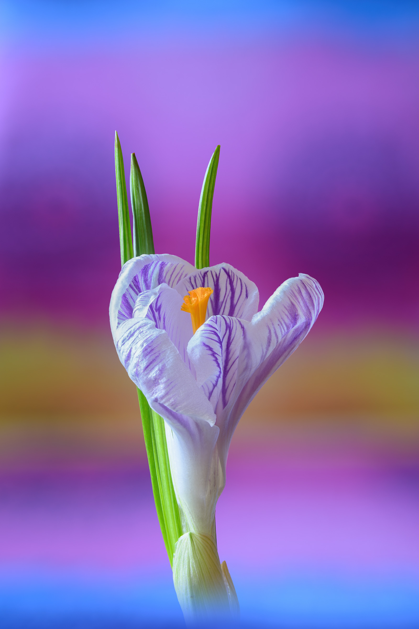 Crocus