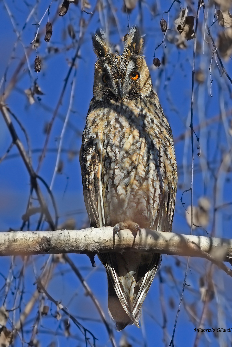 Asia otus (Common owl)