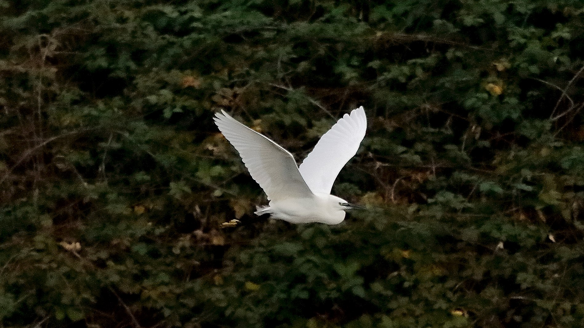 Garzetta 16 novembre 2022