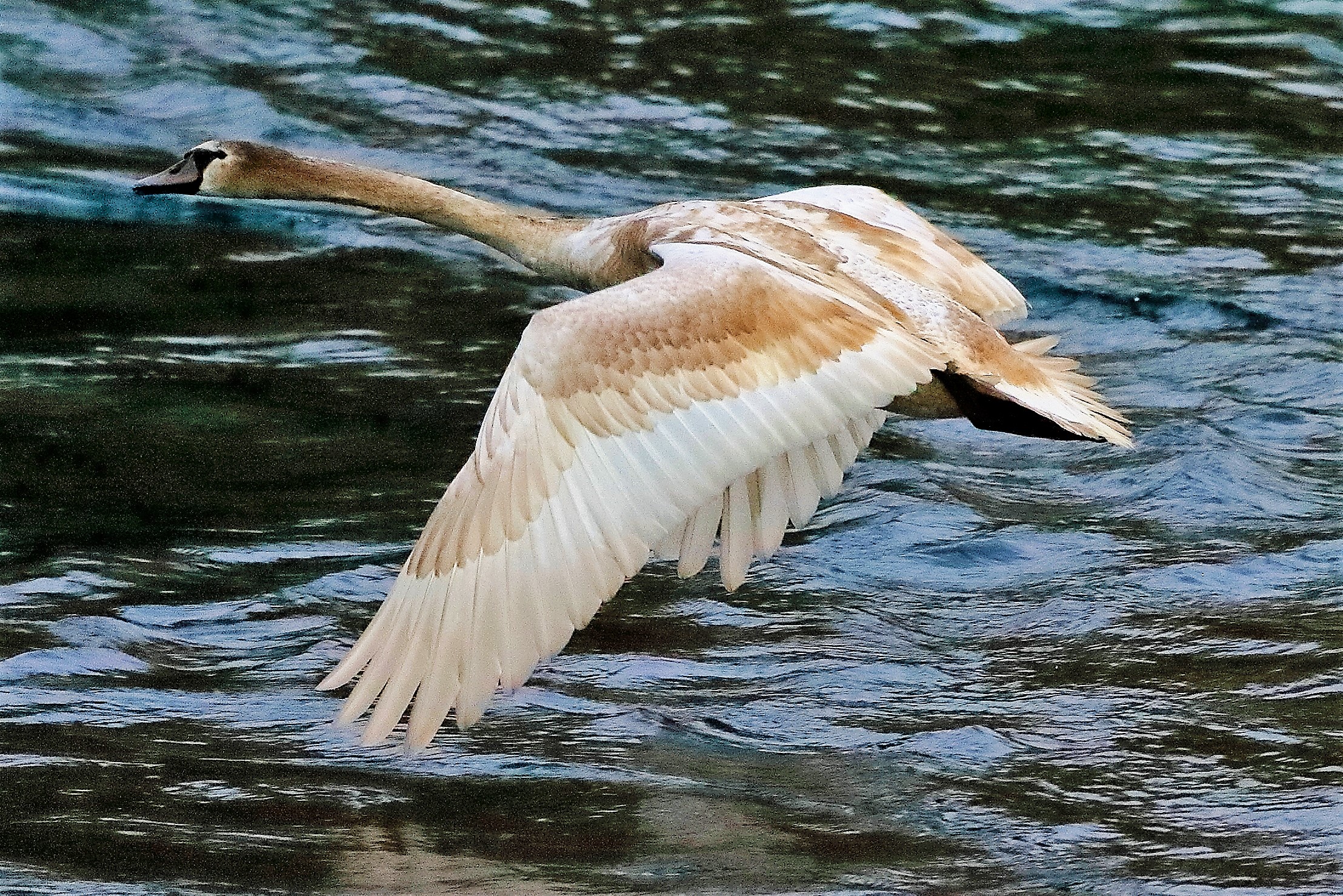 Cigno R N 16 novembre 2022