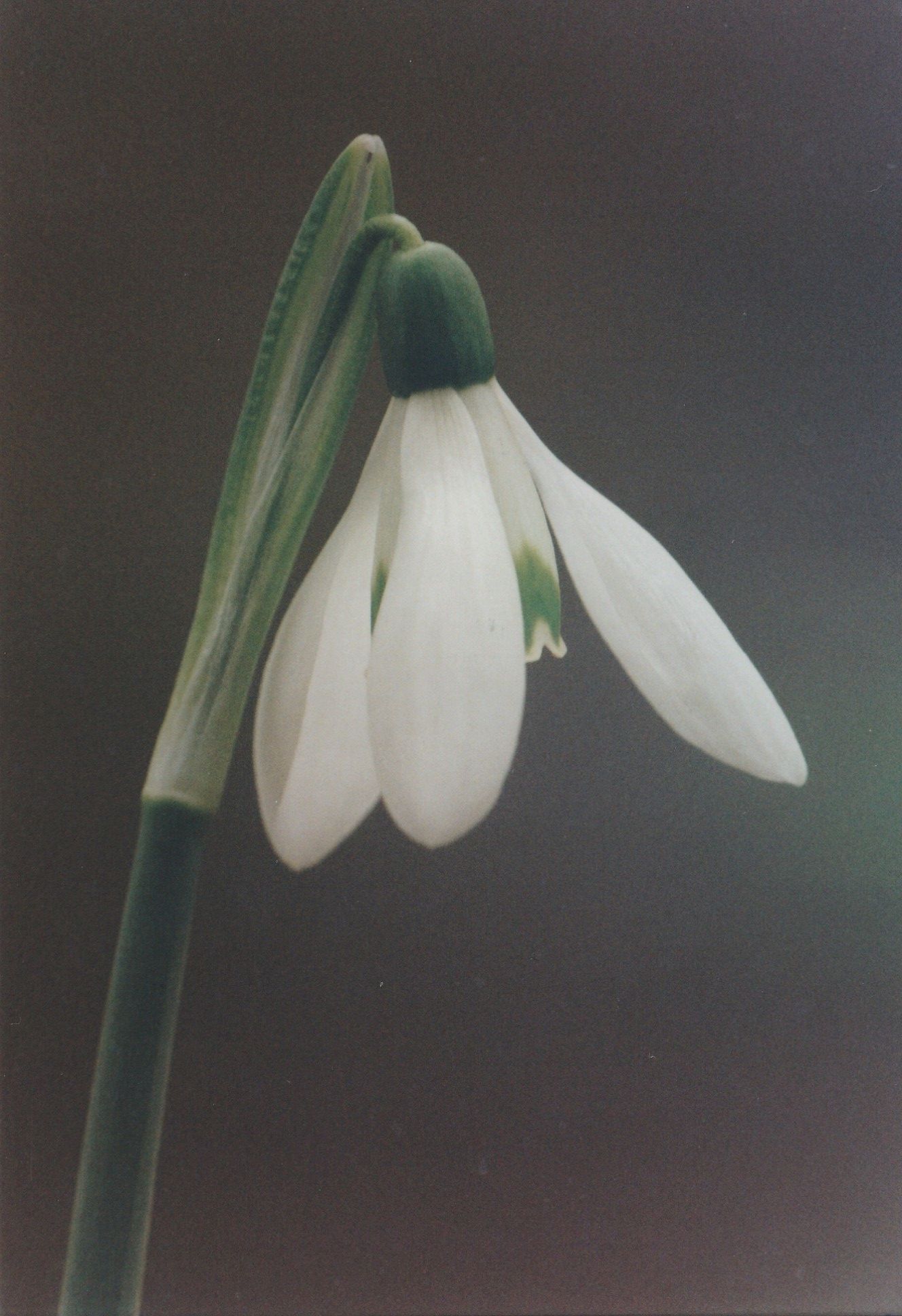 galathus nivalis (a pellicola)