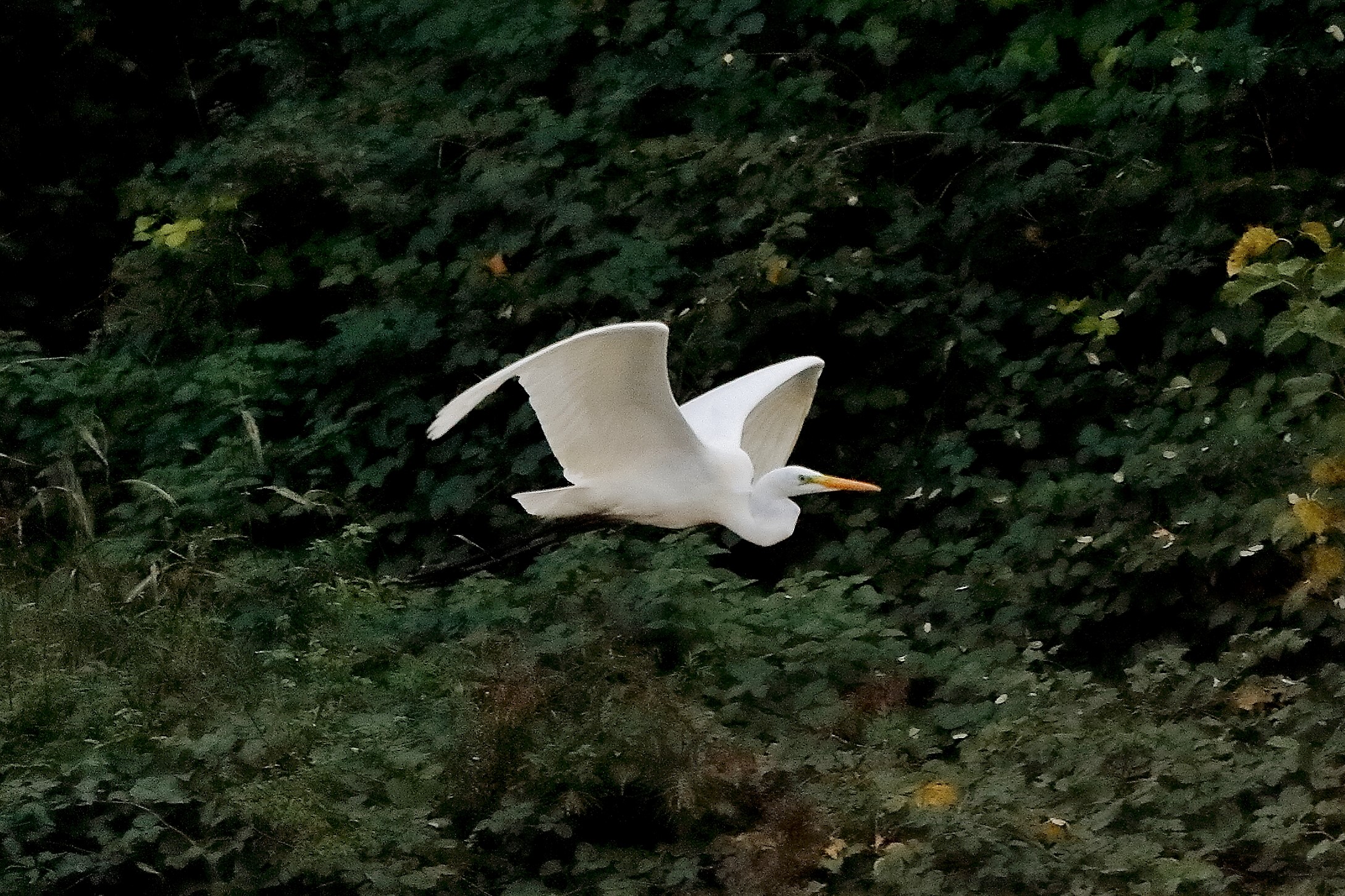 Airone BM 16 novembre 2022