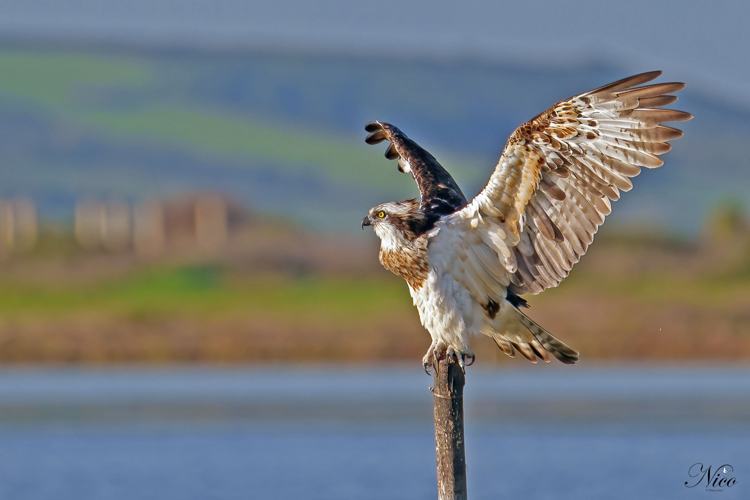 Falco Pescatore nelle sue pose