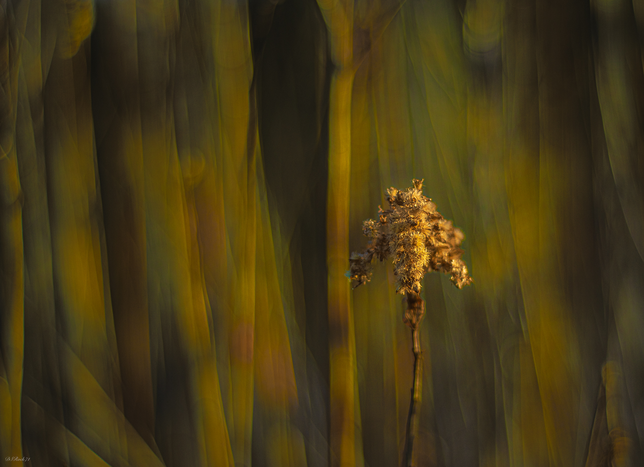 brushstrokes in the woods