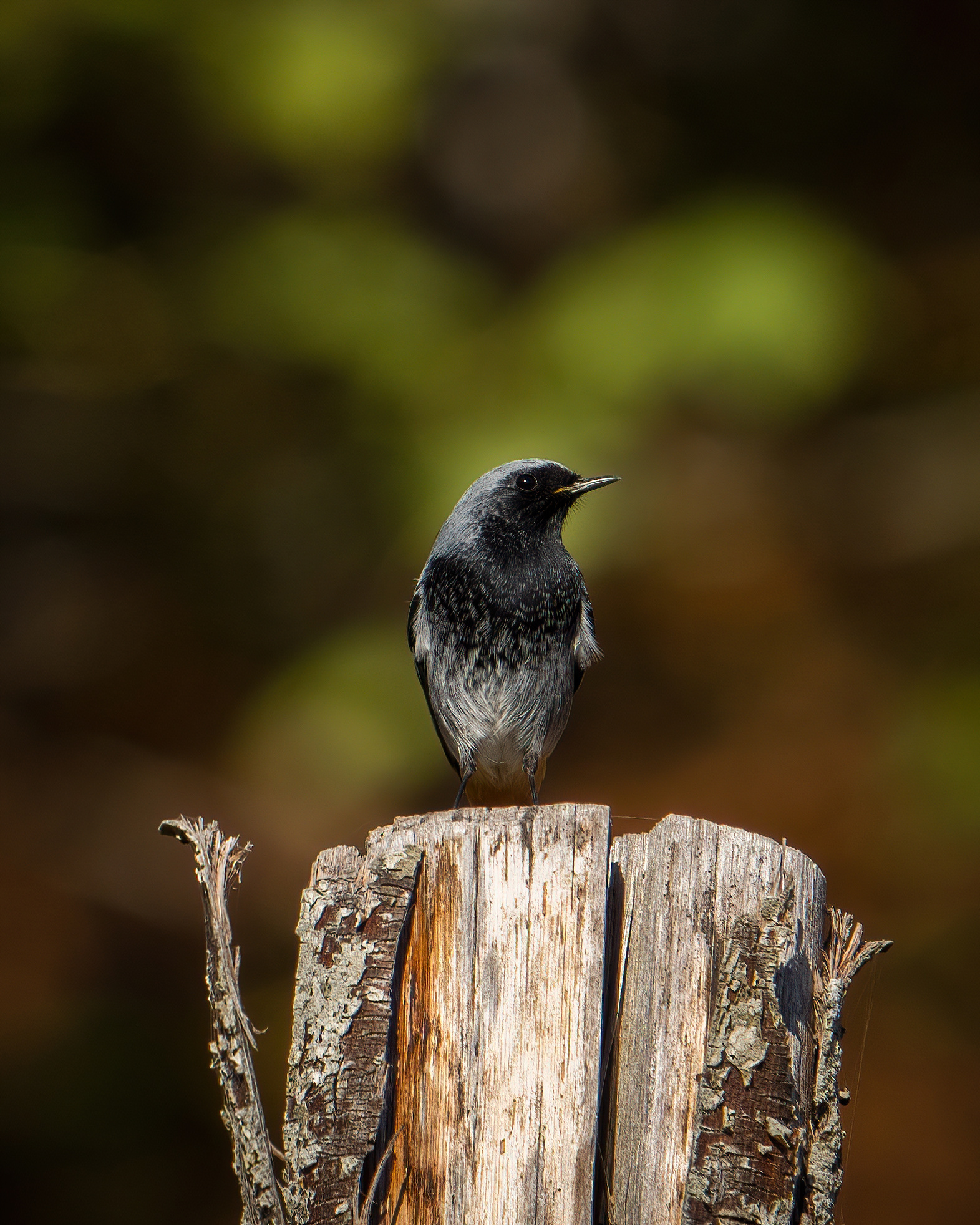 Redstart Chimney sweep posing