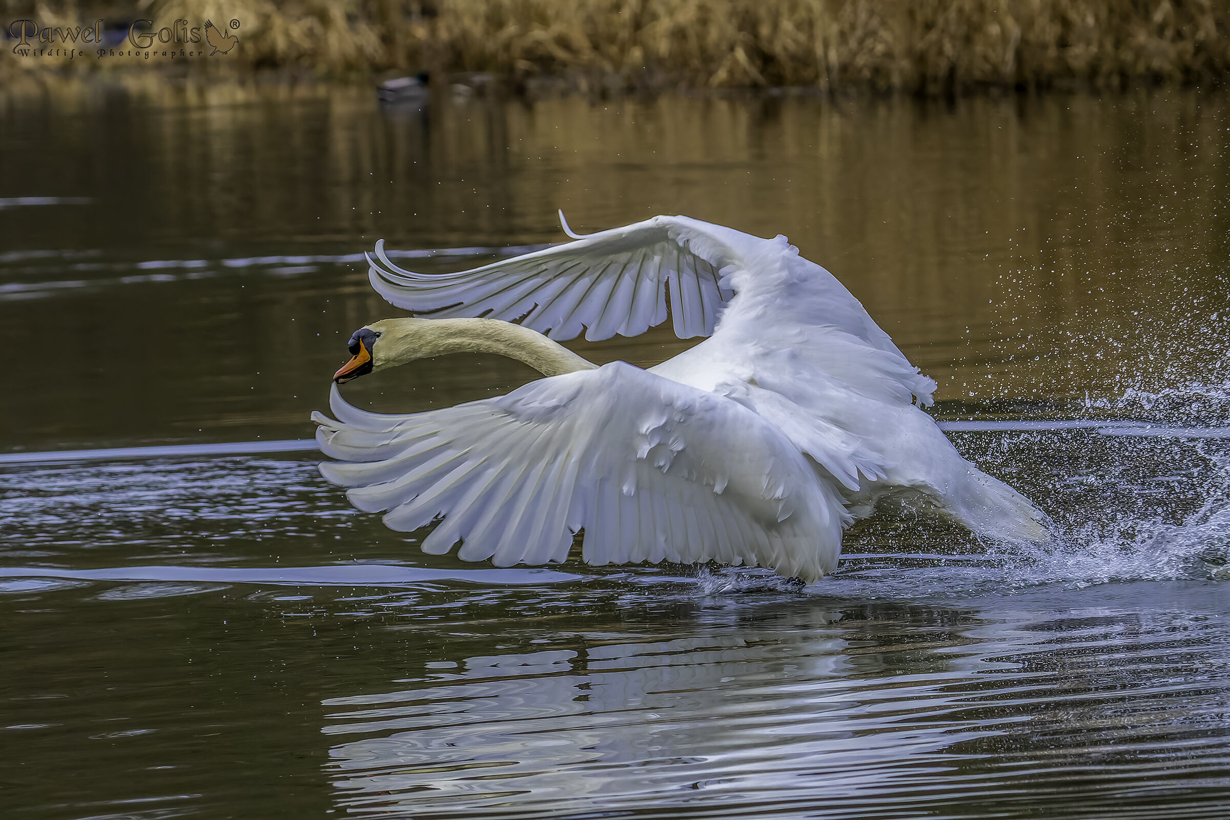 Cigno reale (Cygnus olor)