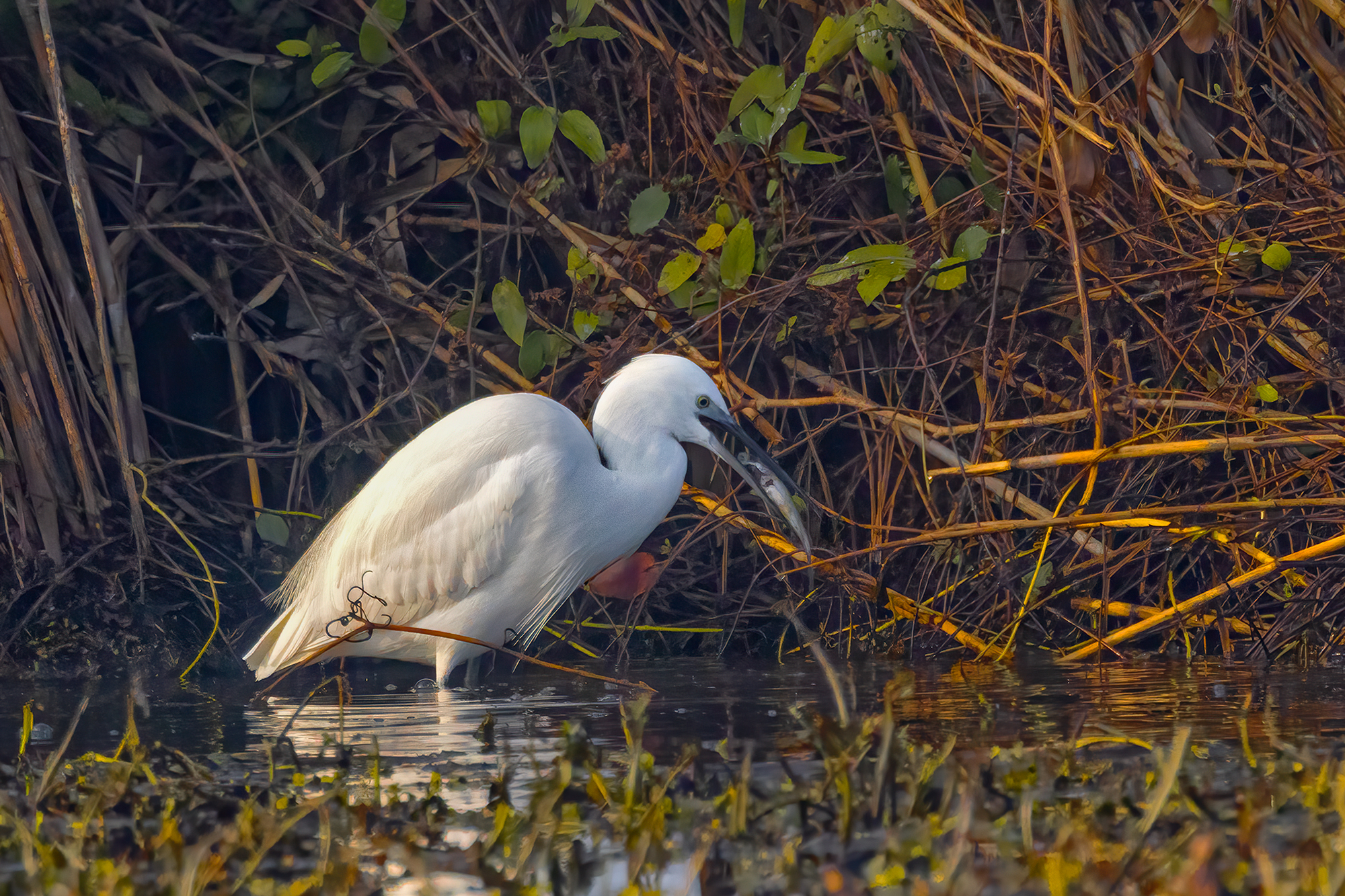 Incontri nel Parco del Mincio (mn)