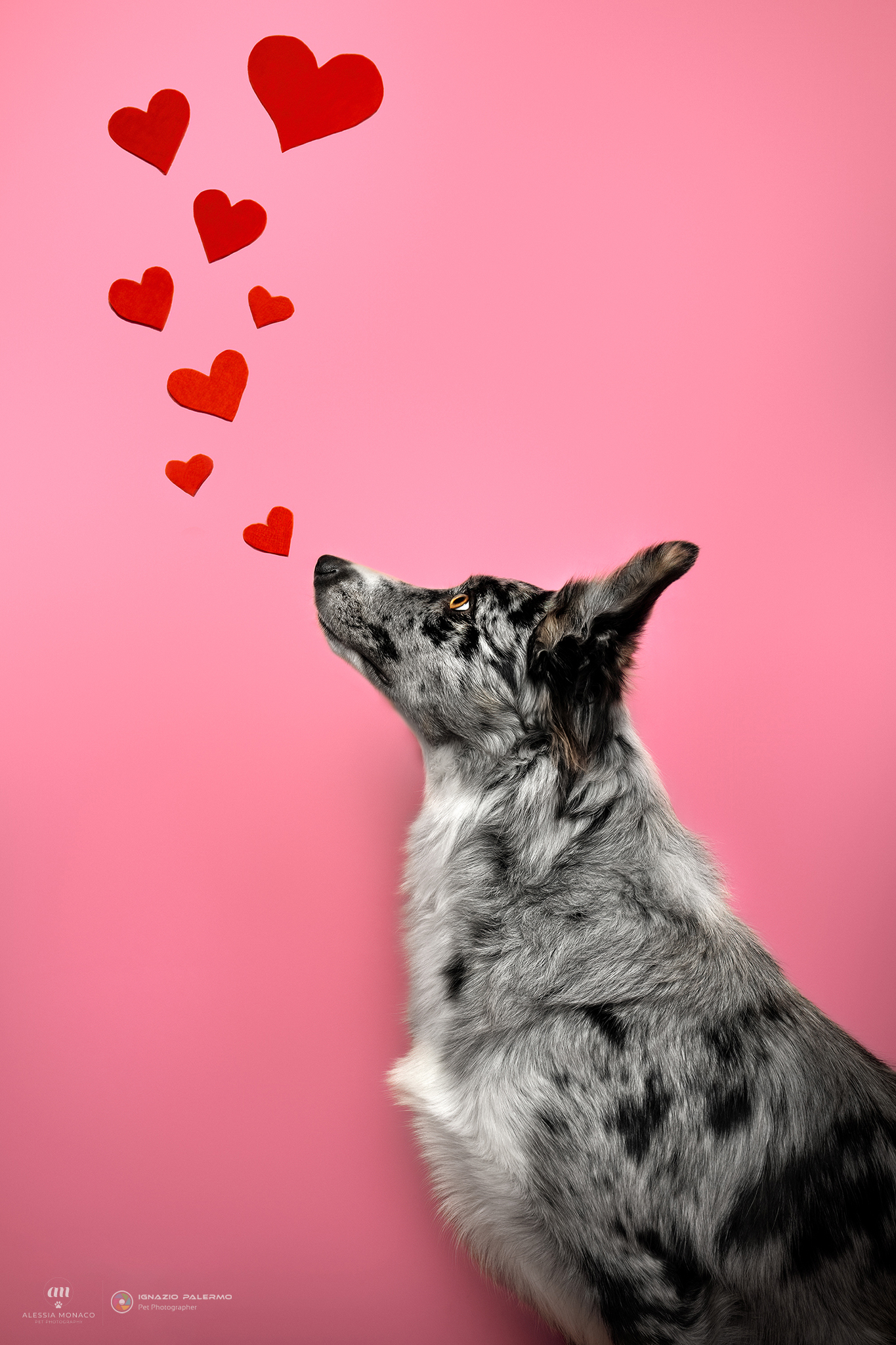 Valentine's border collie