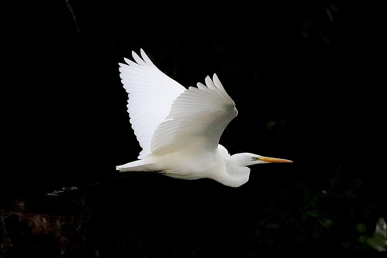 Airone BM 16 novembre 2022