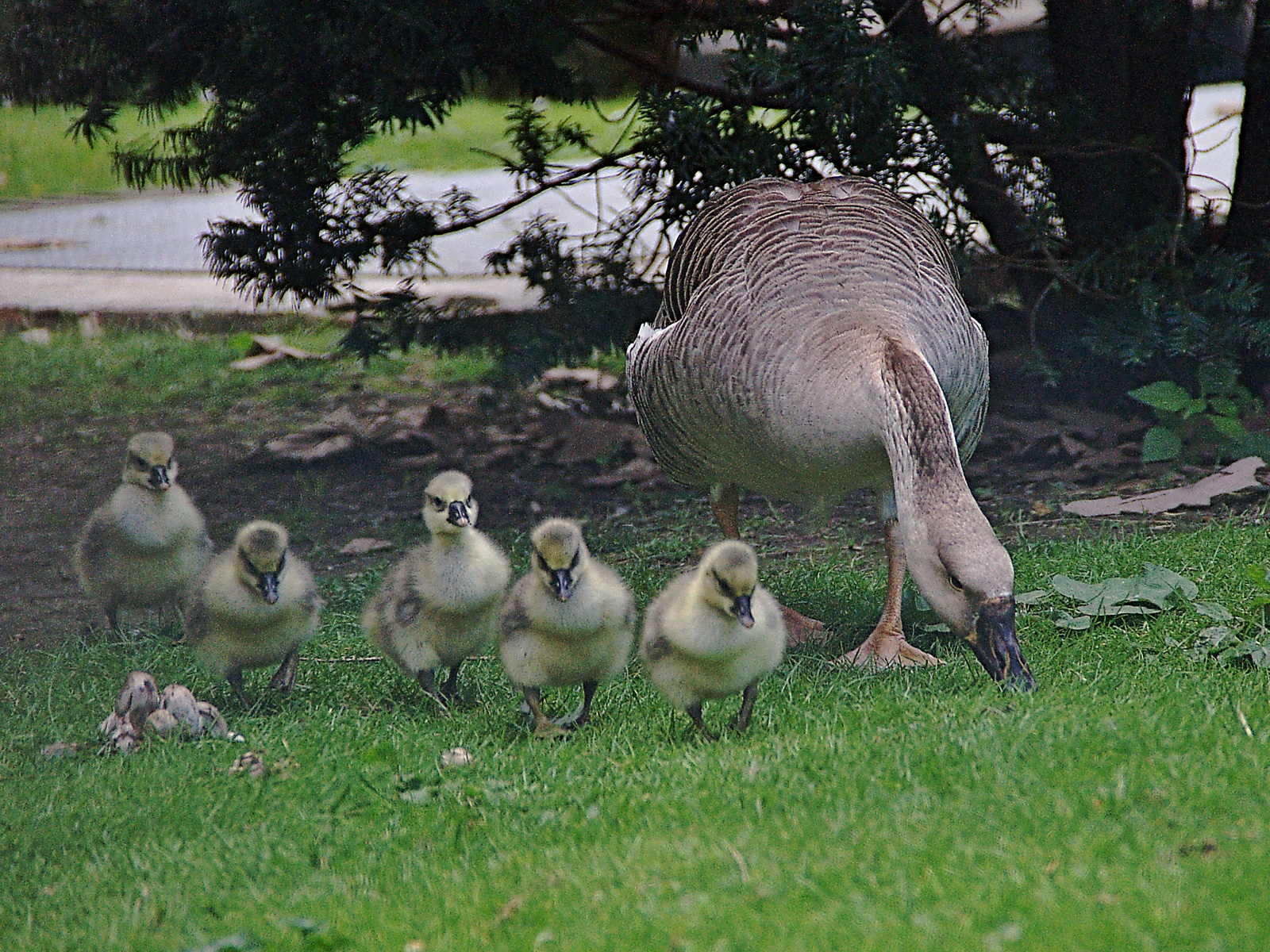 Mother Goose