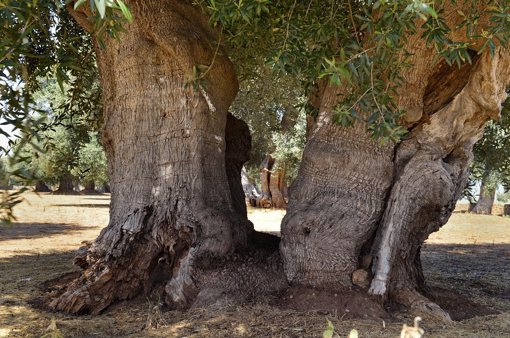 Ulivi secolari della Puglia