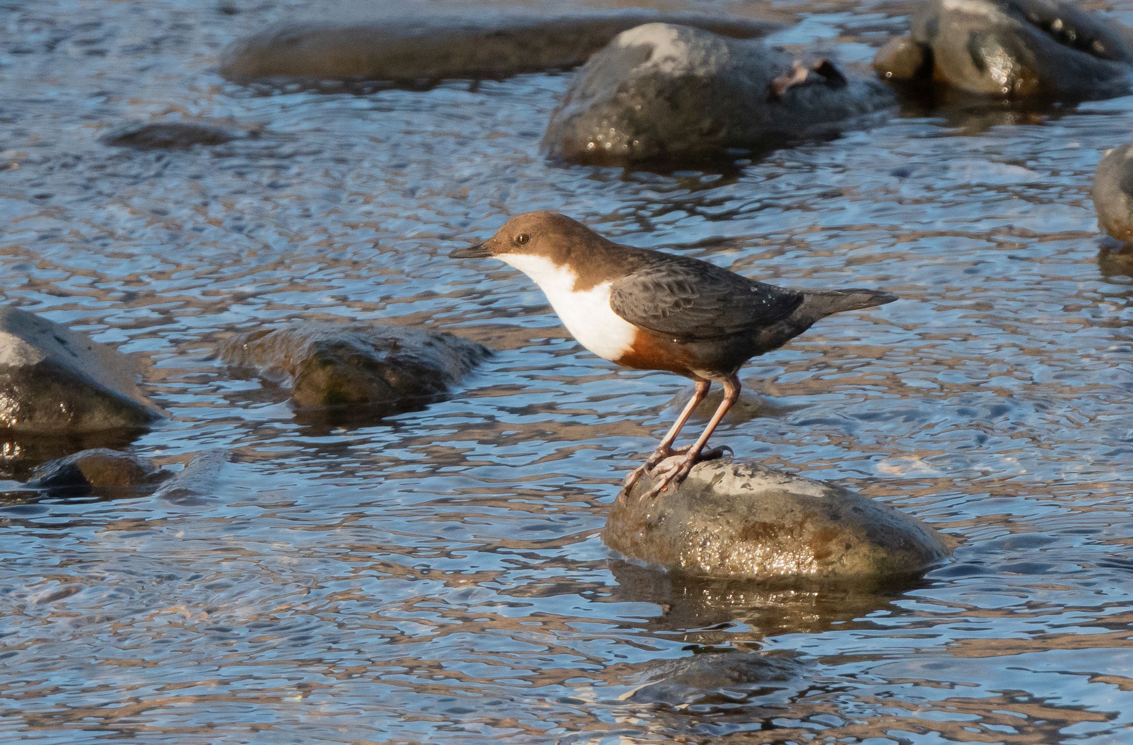 white-throated dipper