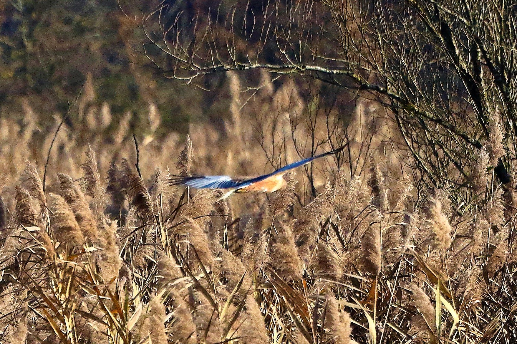 Falco di palude 12 dicembre 2022