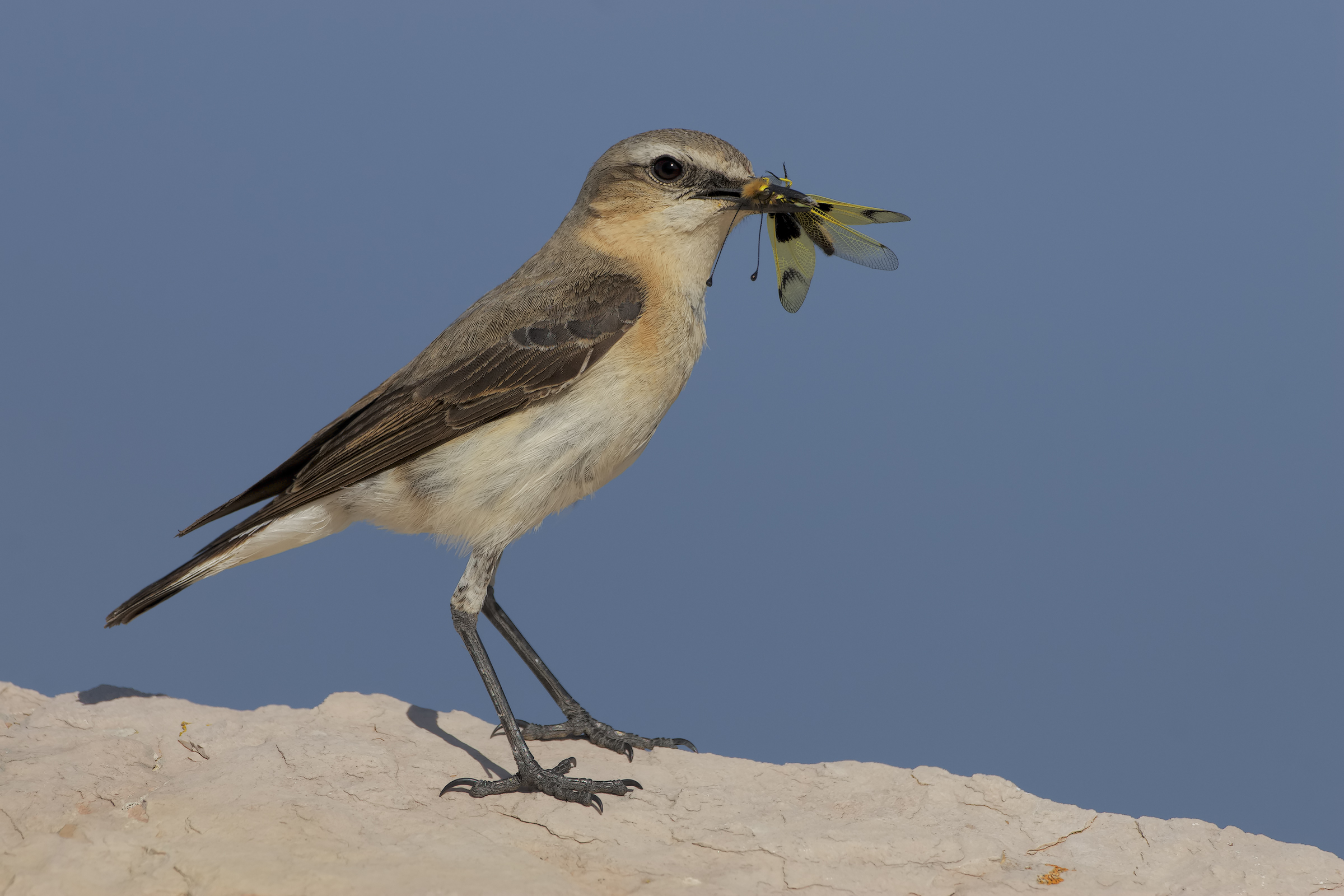 Culbianco con imbeccata