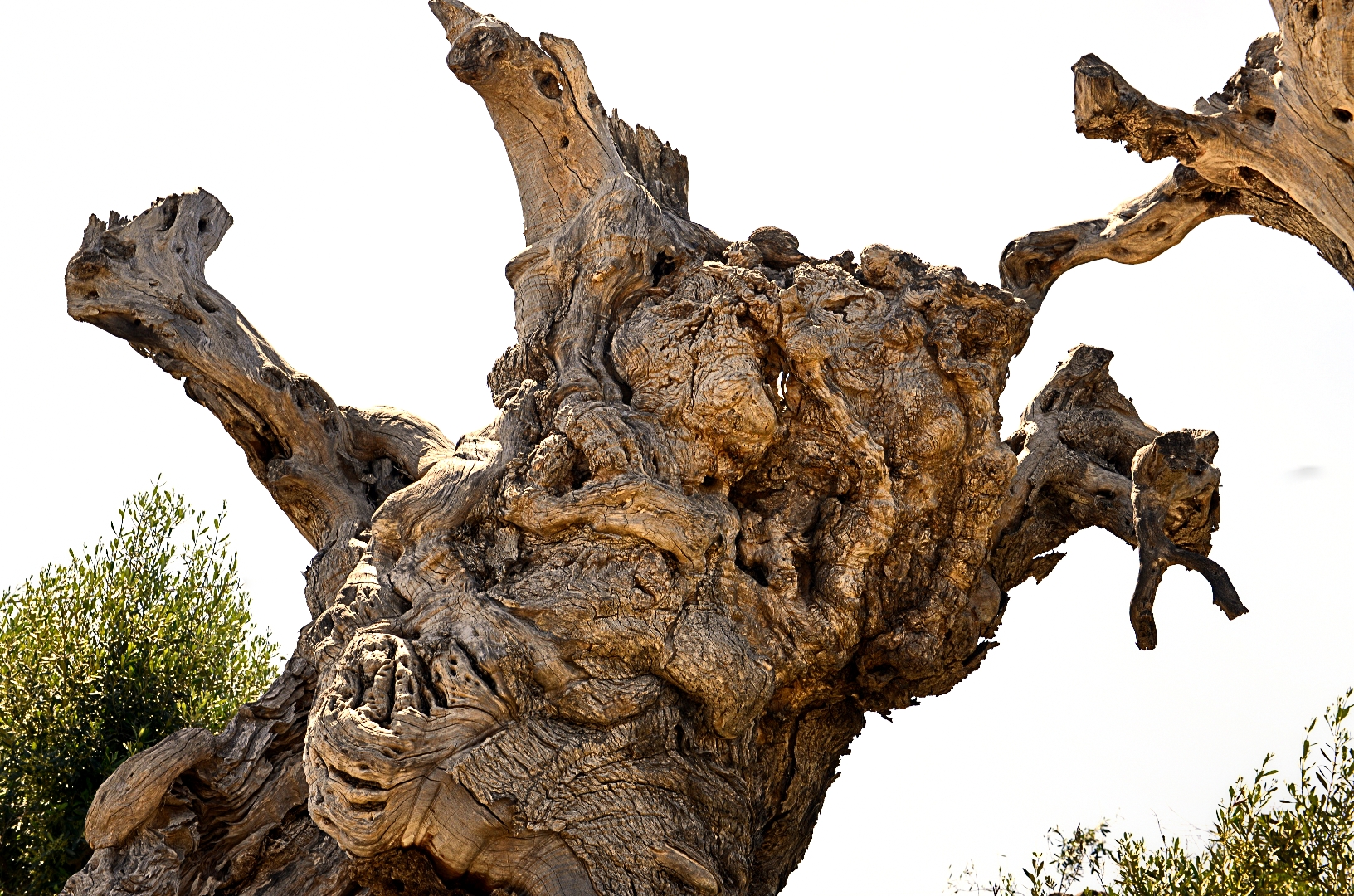 Ulivi secolari della Puglia