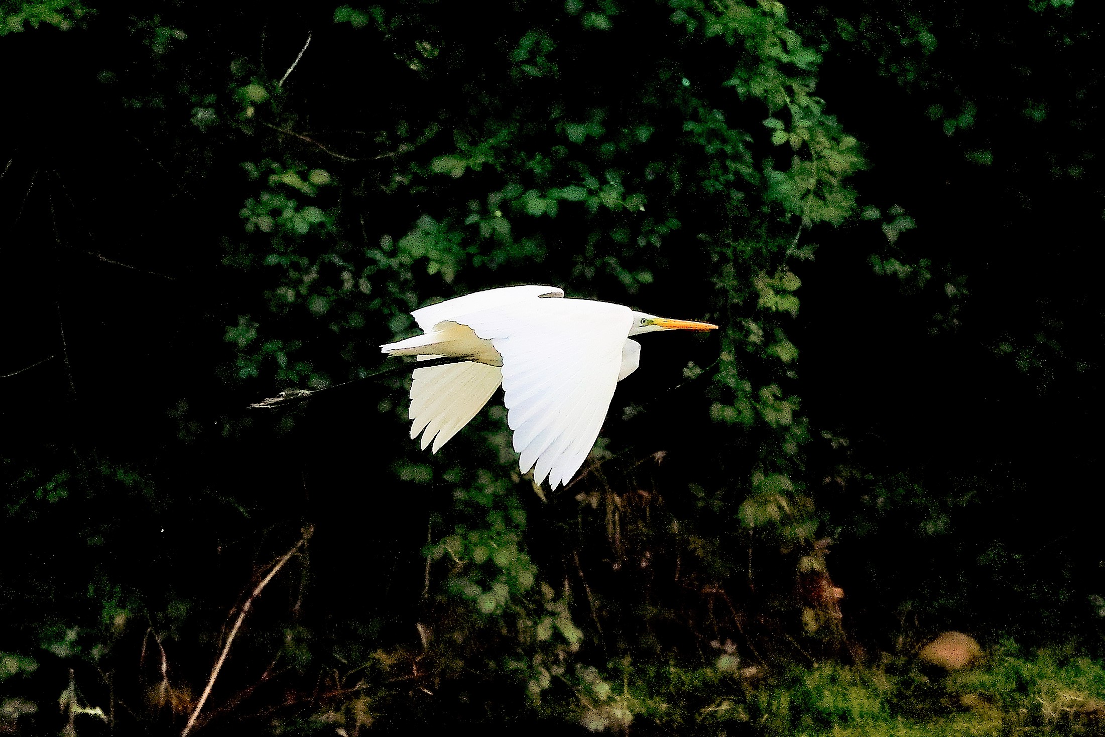 Airone BM 16 novembre 2022