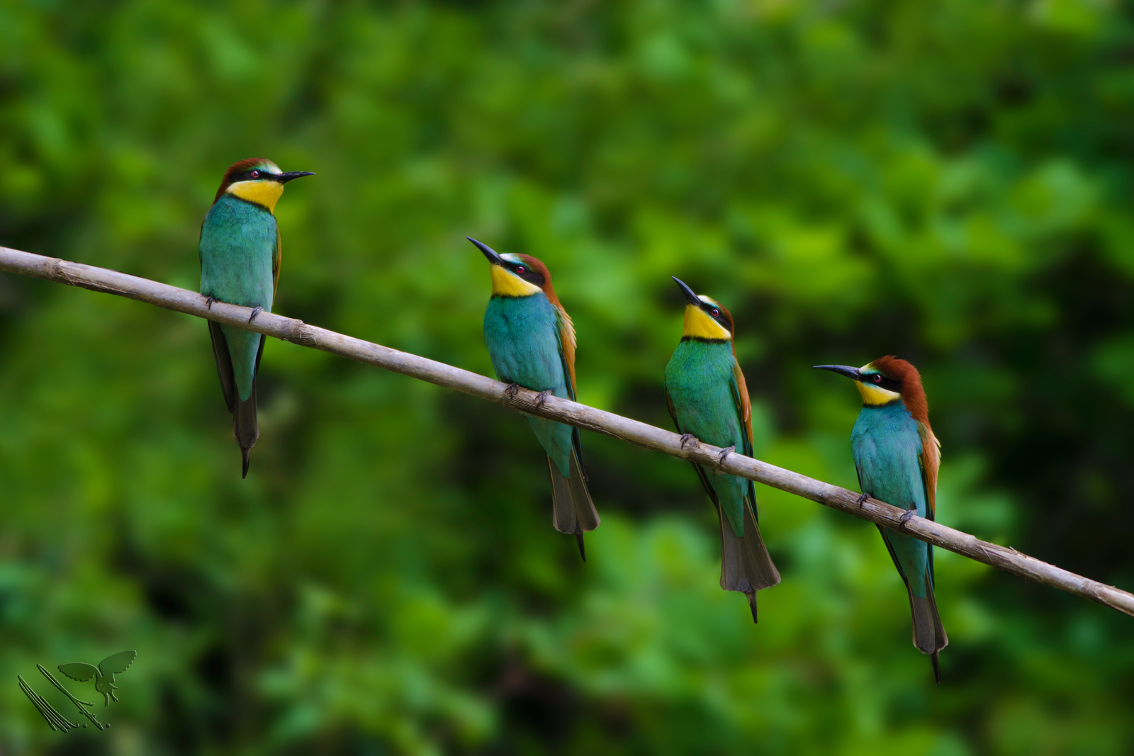 Waiting for the bus - Bee-eaters
