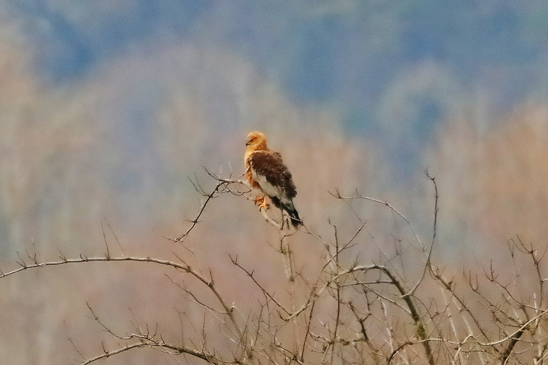 Falco di palude 14-12-2022