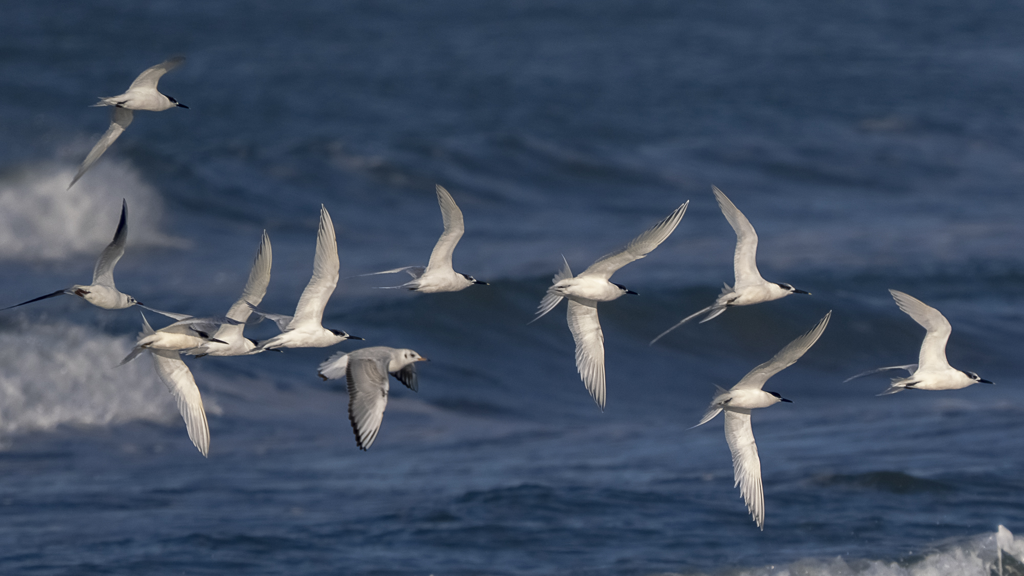 Sandwich tern