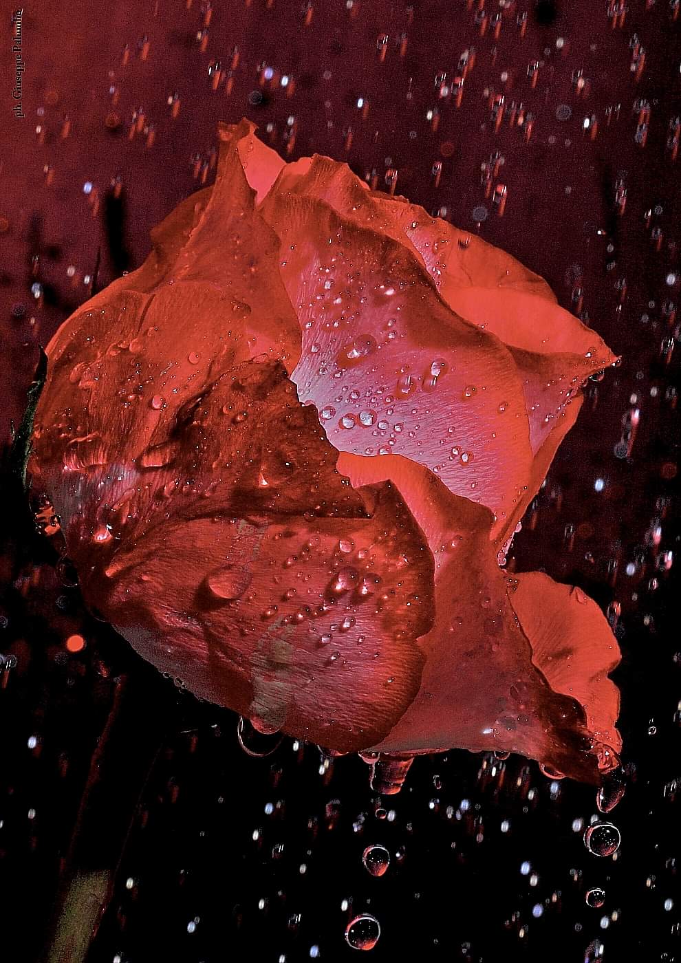 Ti regalo una rosa . .