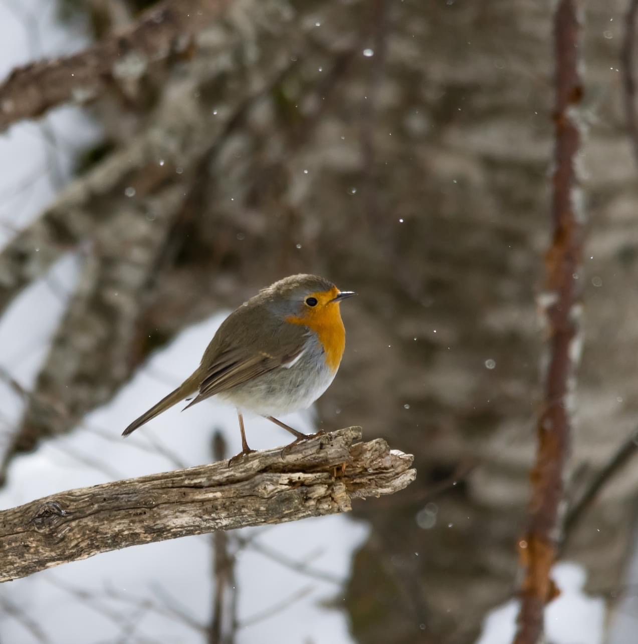 Il pettirosso e la neve