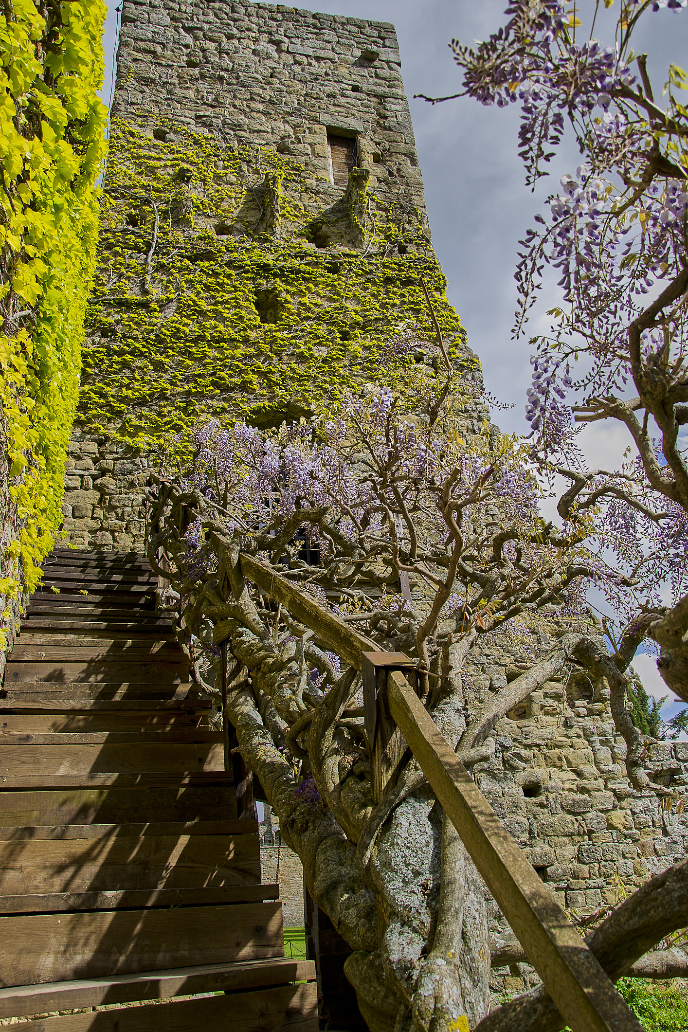 Castle - Particular flowery - Tuscany-