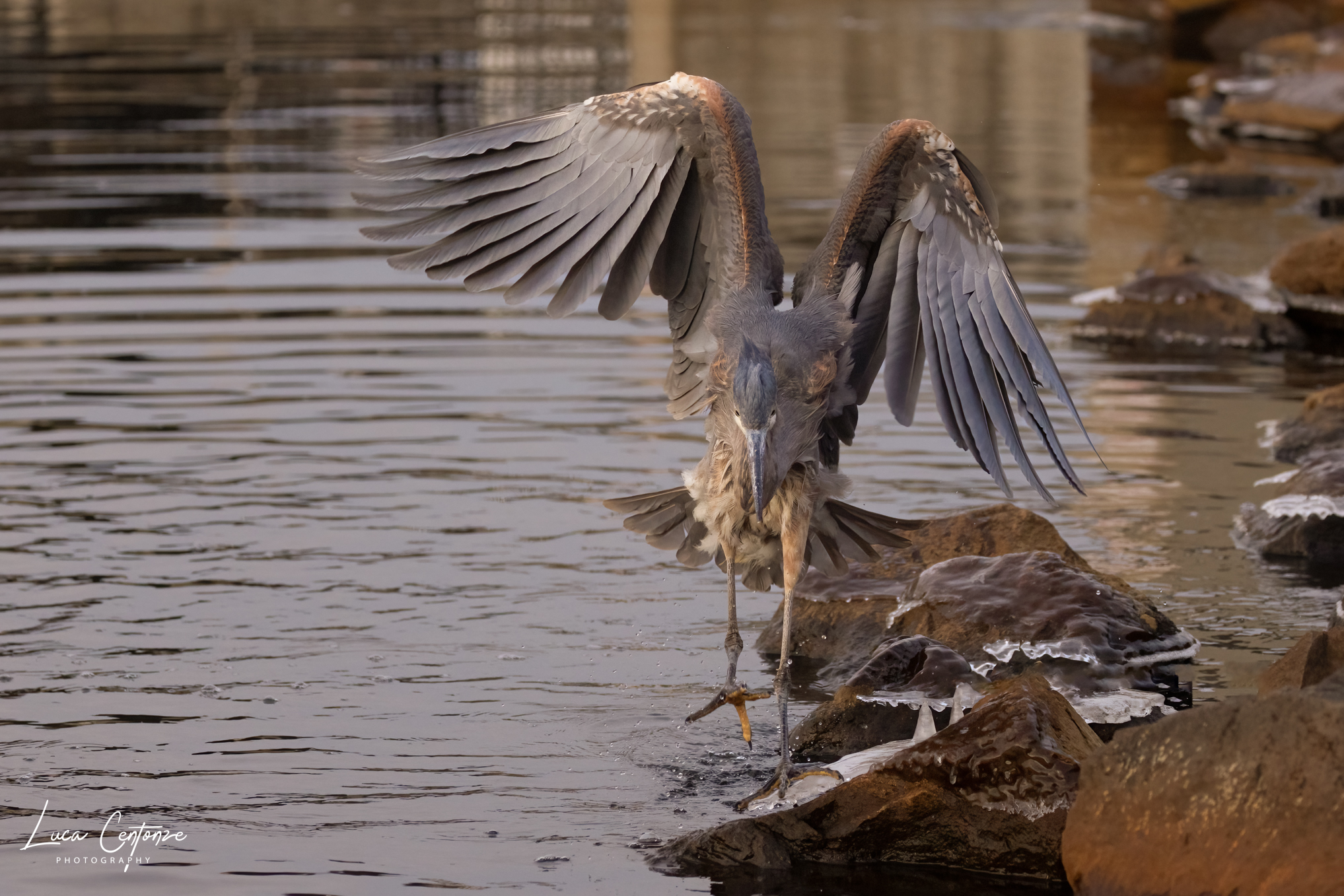 Great Blue Heron (Ardea herodias)