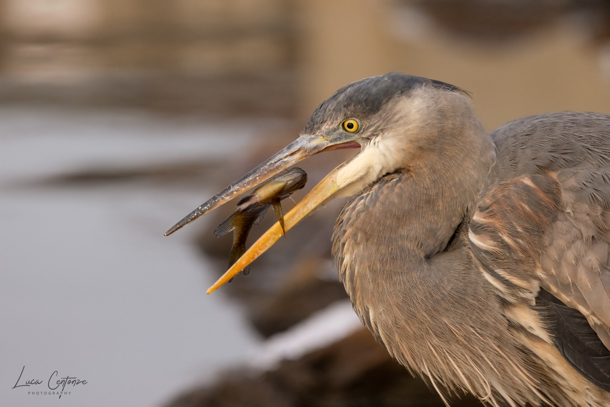 Great Blue Heron (Ardea herodias)