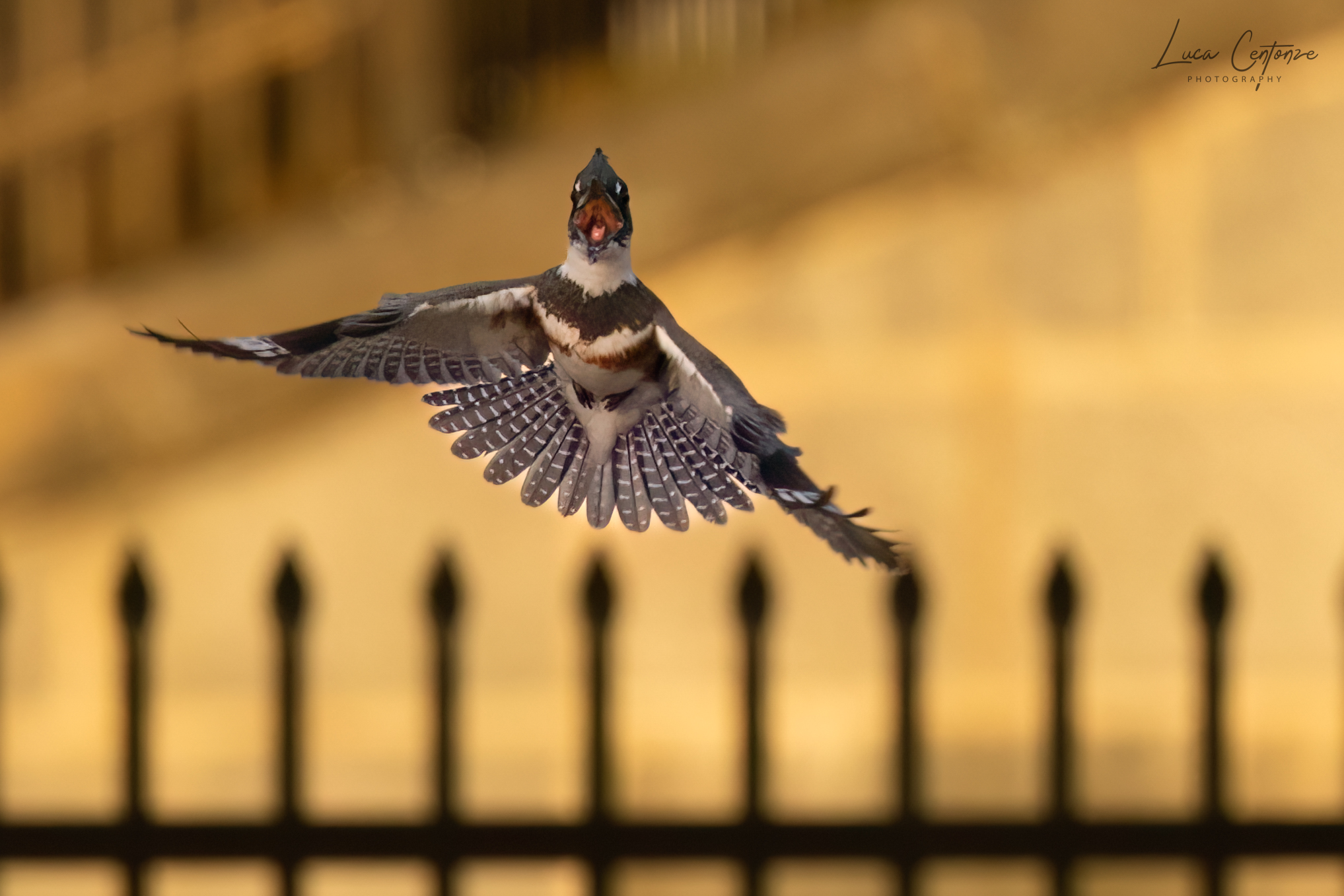 Belted King Fisher (Megaceryle alcyon) female