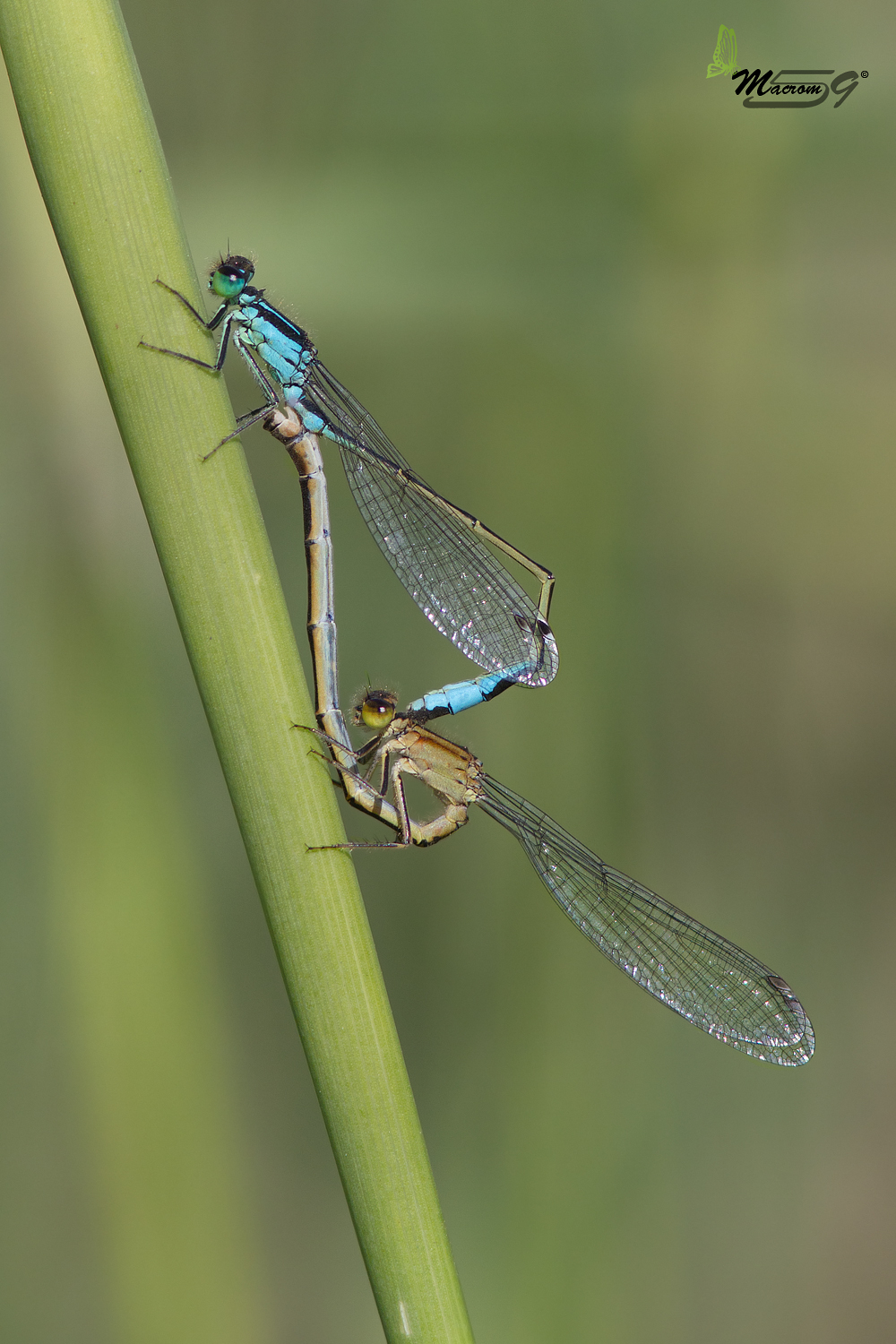 Plactinemis pennipes in accoppiamento