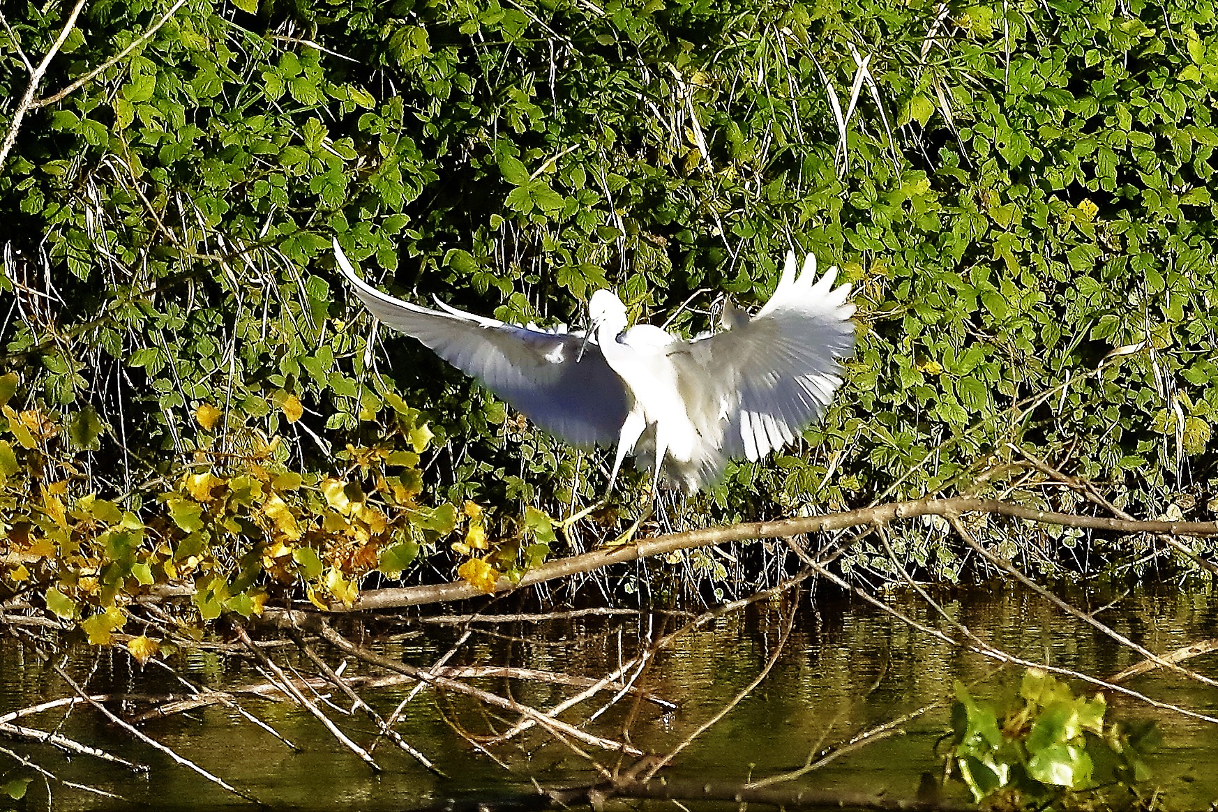 Garzetta 18 novembre 2022