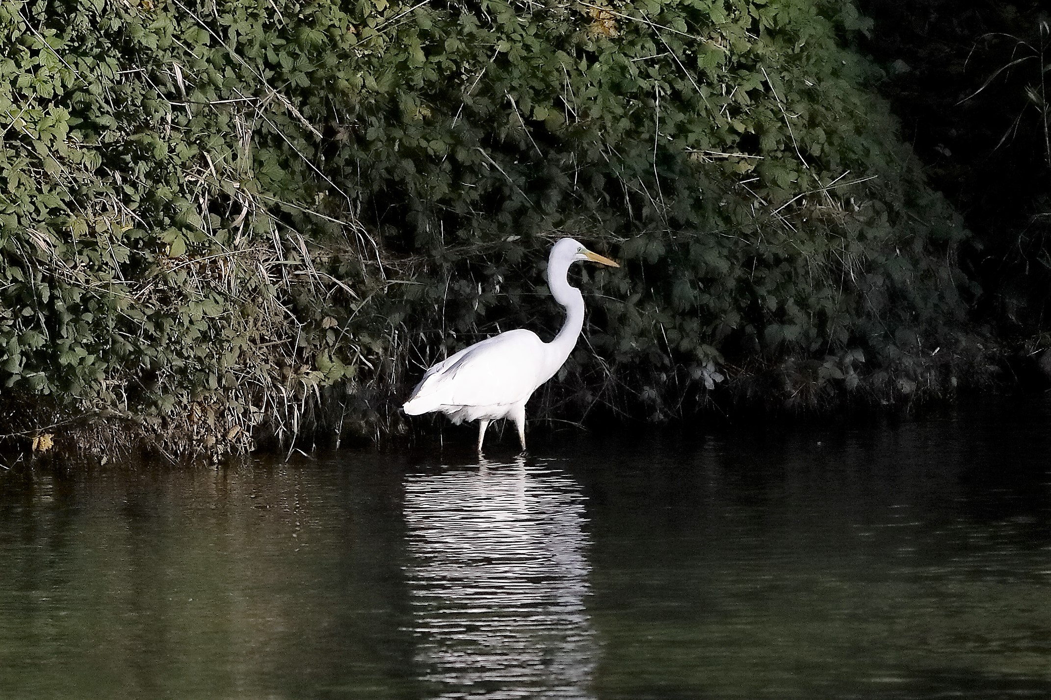 airone BM 18 novembre 2022