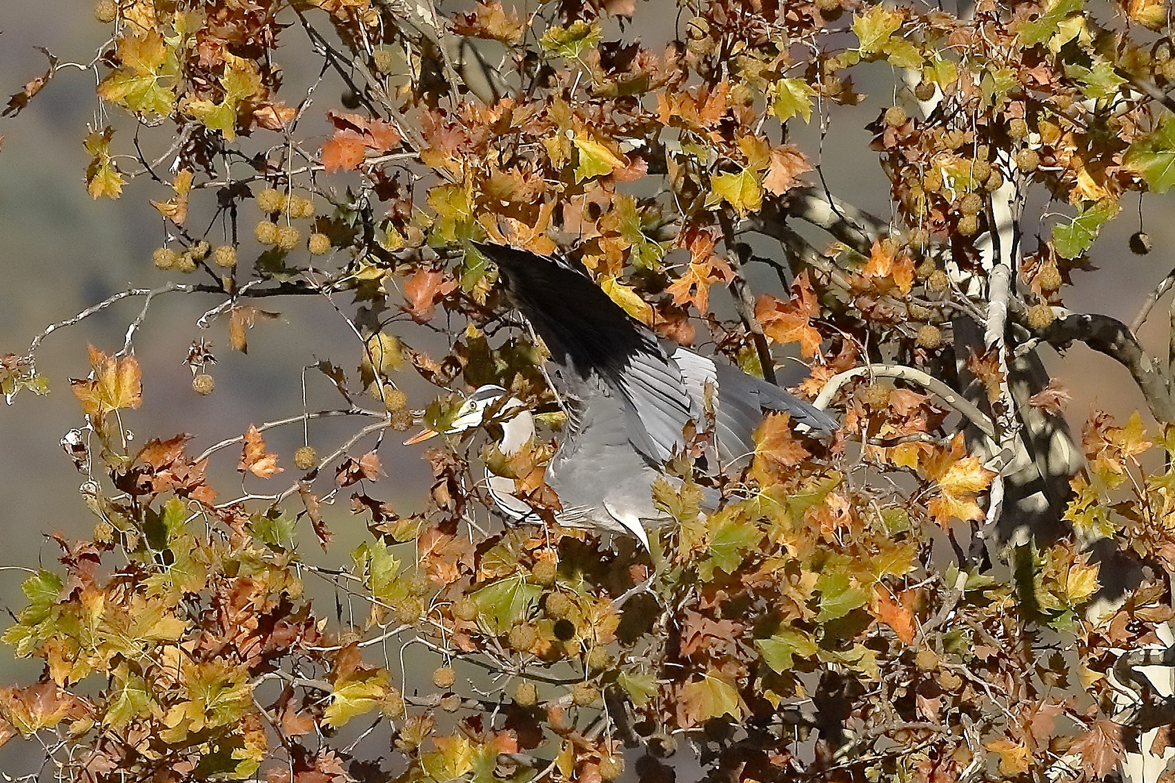 Cenerino 18 novembre 2022