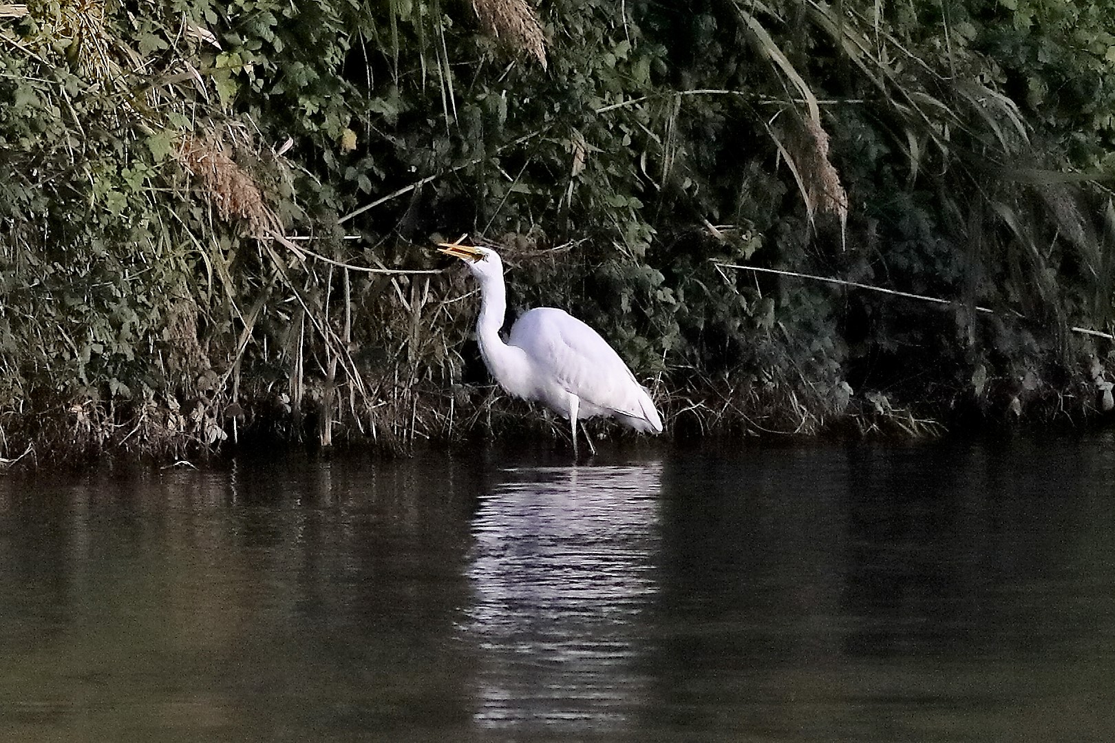 airone BM 18 novembre 2022