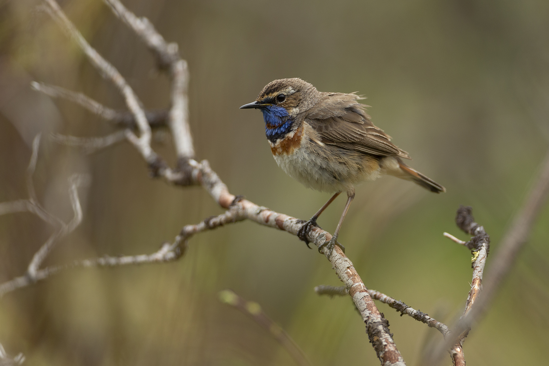 Bluethroat