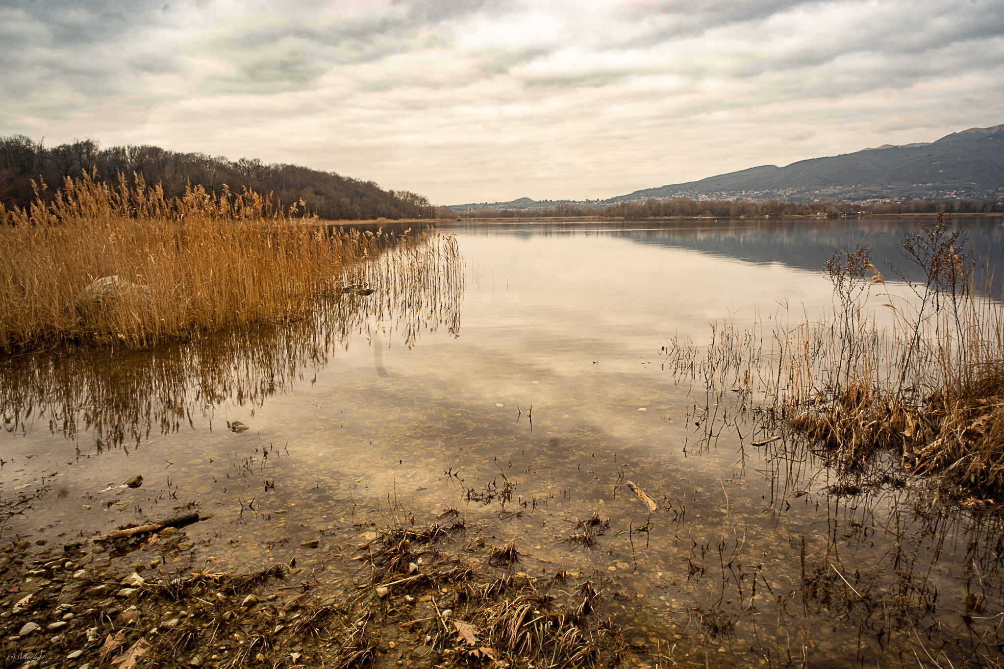 Pond in winter