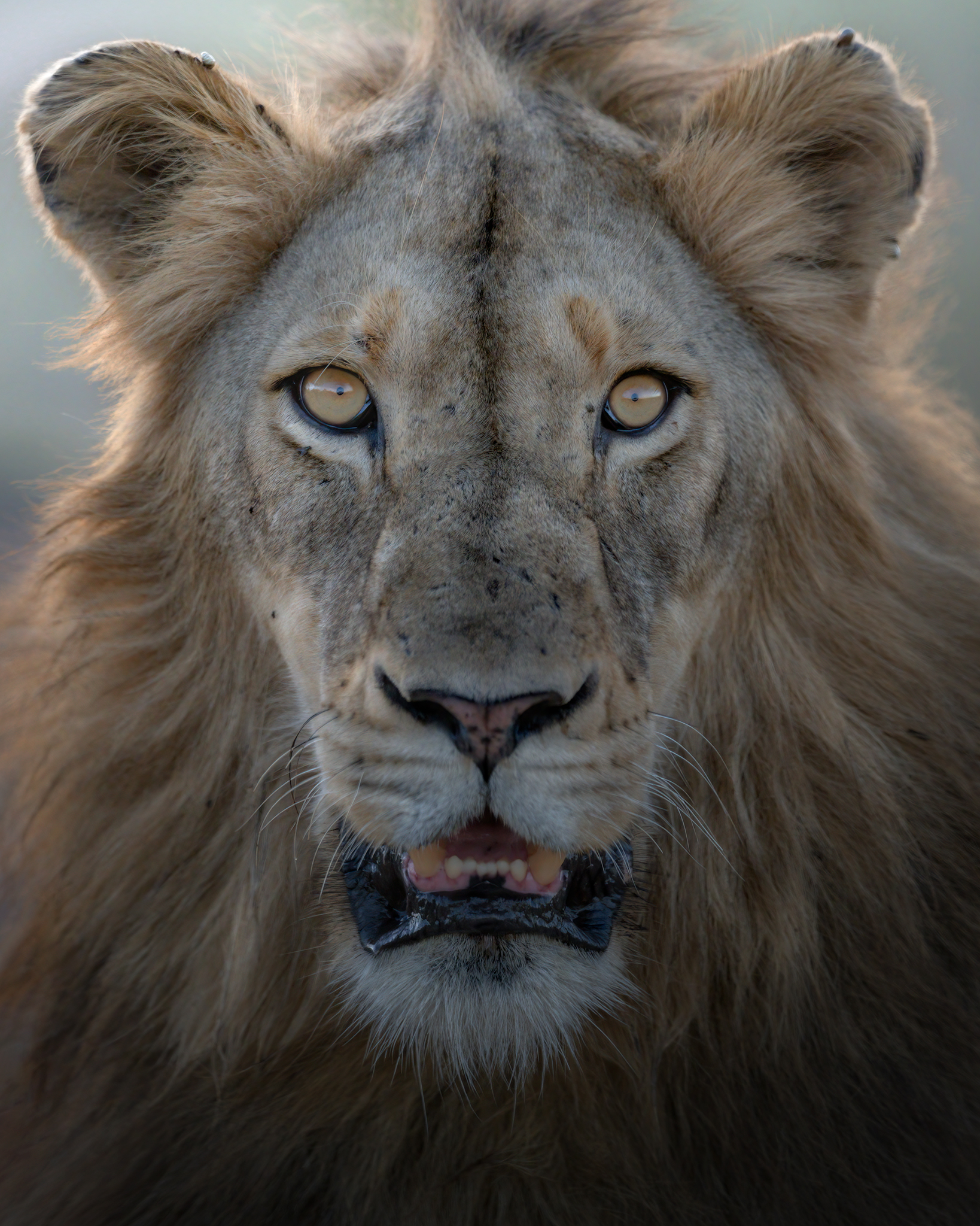 My first lion