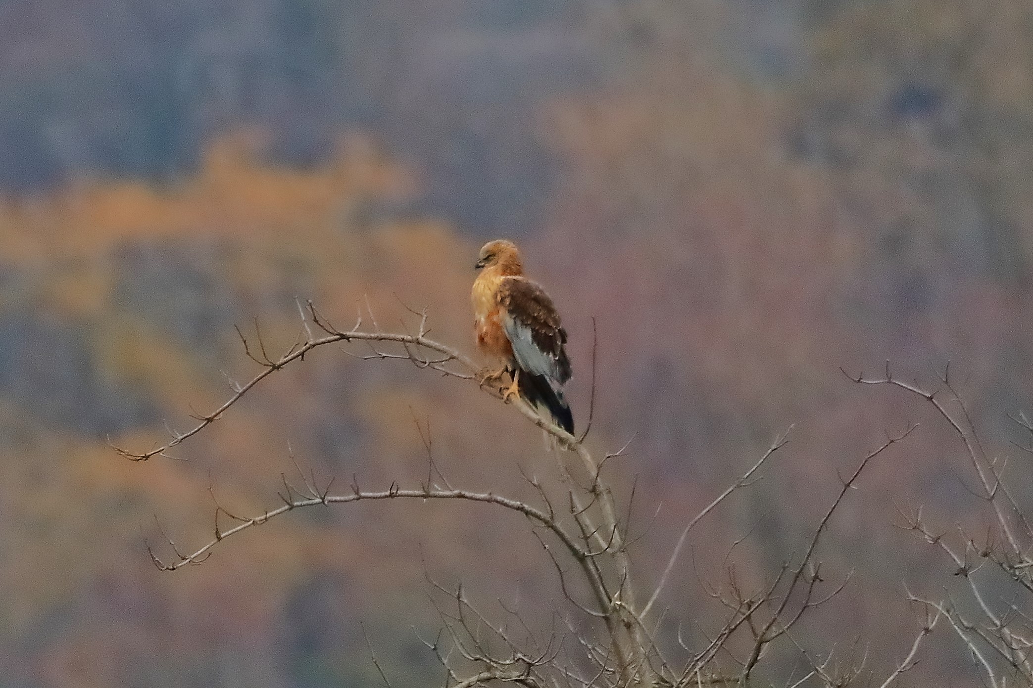 Falco di palude 14-12-2022
