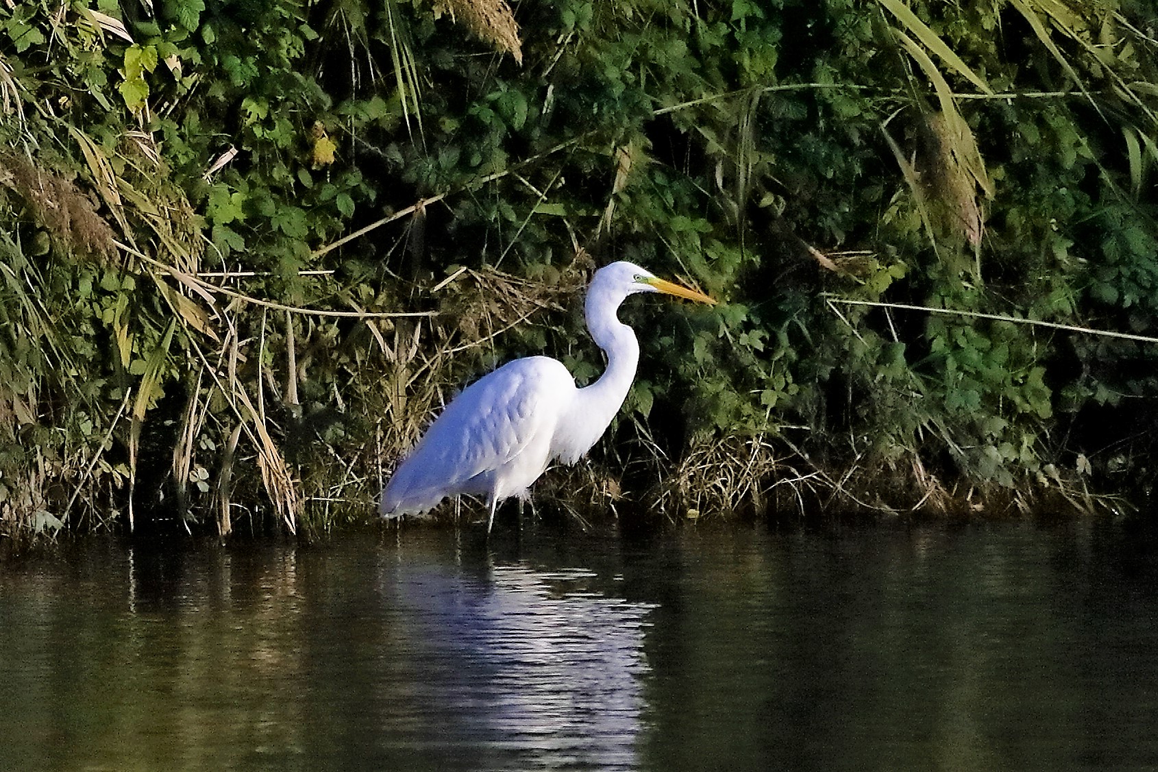 airone BM 18 novembre 2022