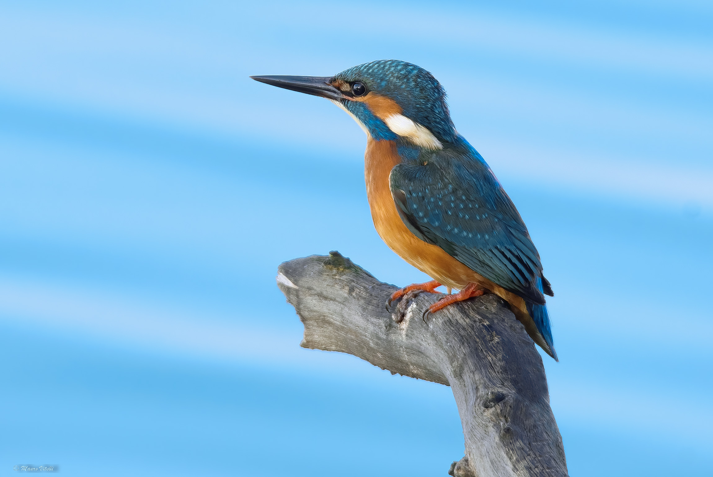 Kingfisher (Alcedo atthis)