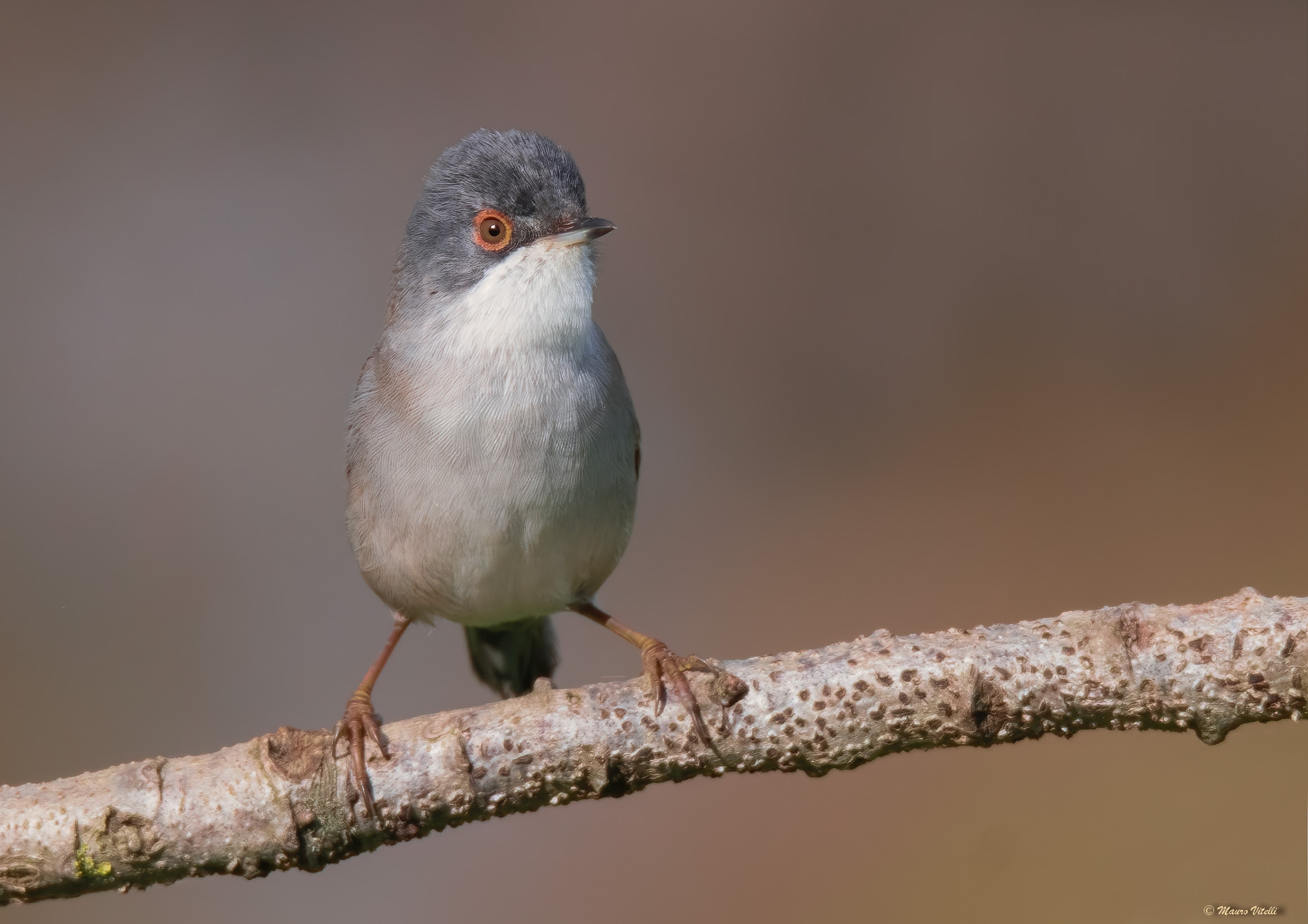 Cocklococotta (Sylvia melanocephala)